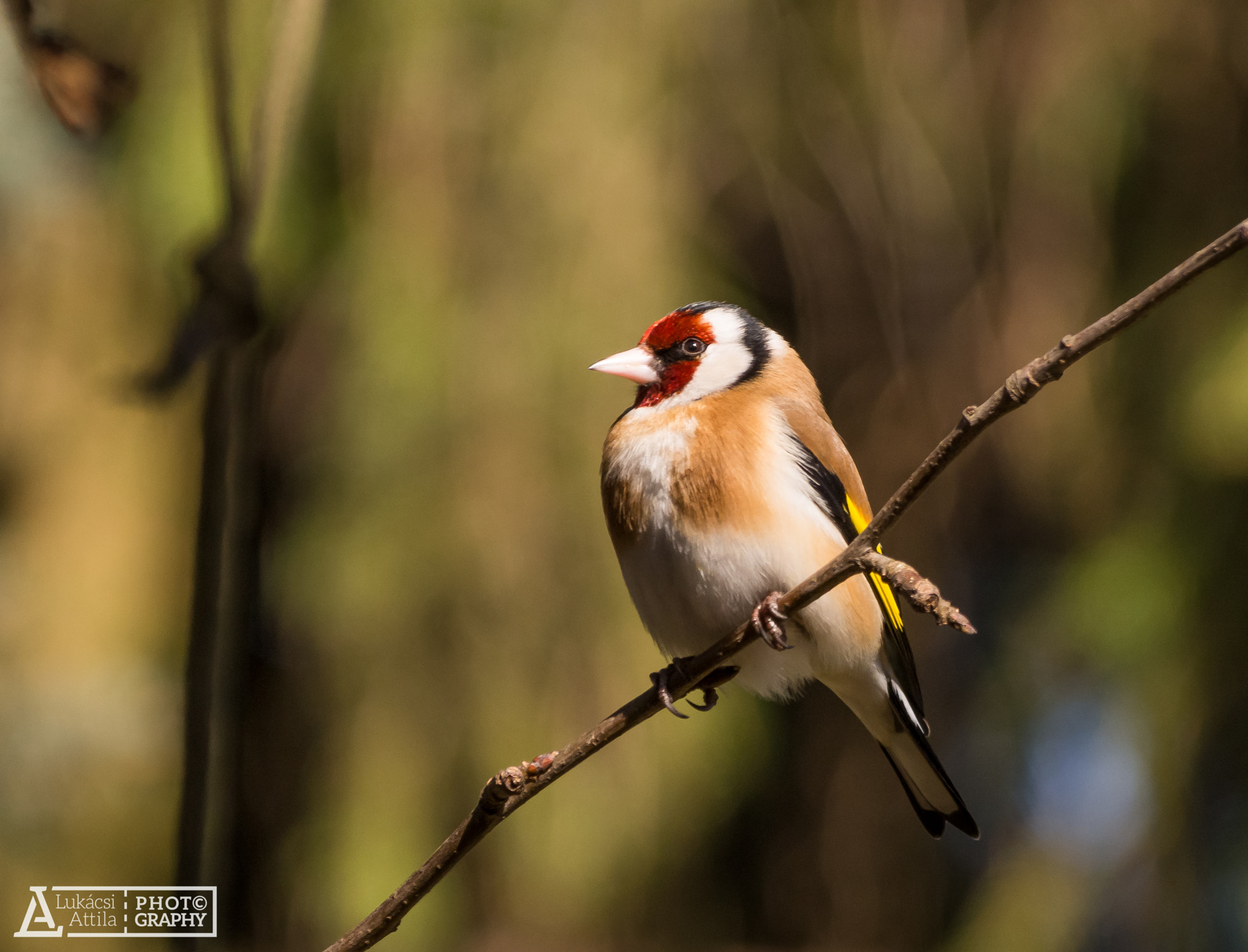 Olympus Zuiko Digital ED 70-300mm F4.0-5.6 sample photo. Goldfinch photography