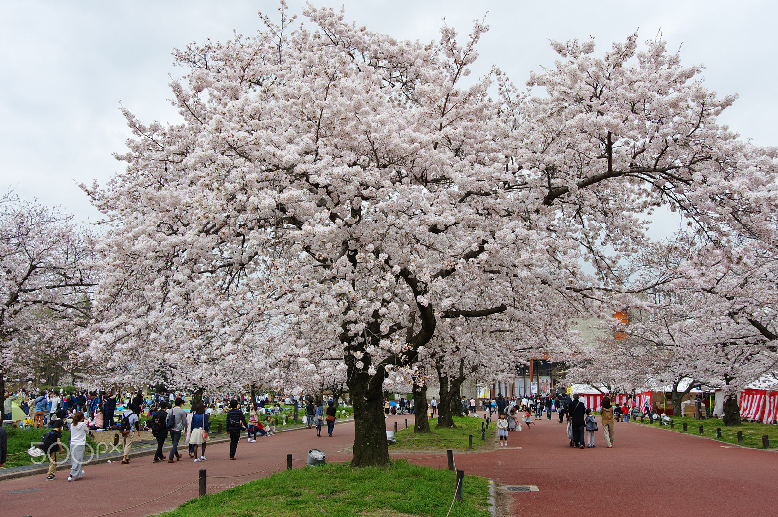 Pentax K-3 sample photo. Sakura stroll photography