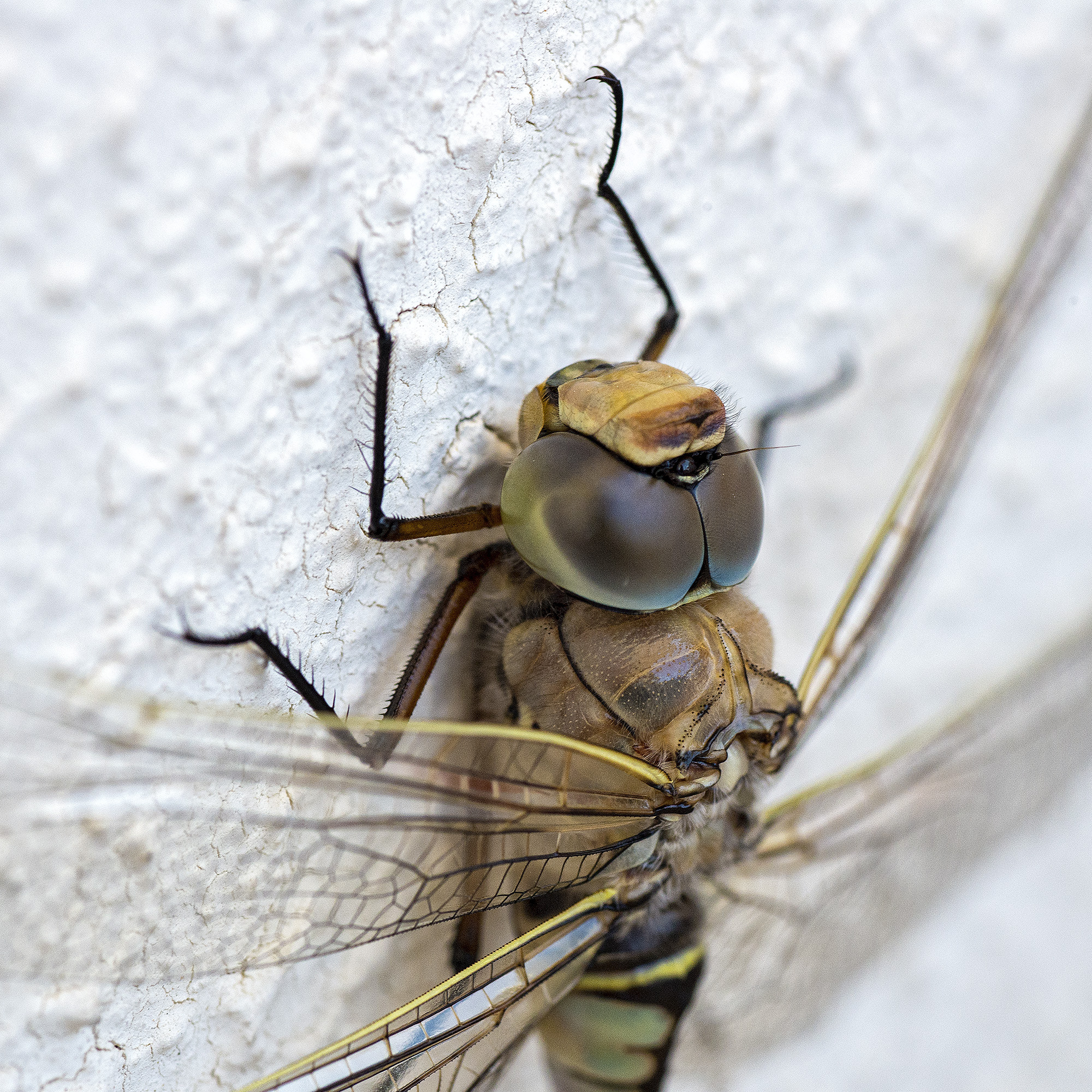Nikon D600 sample photo. Libellula photography