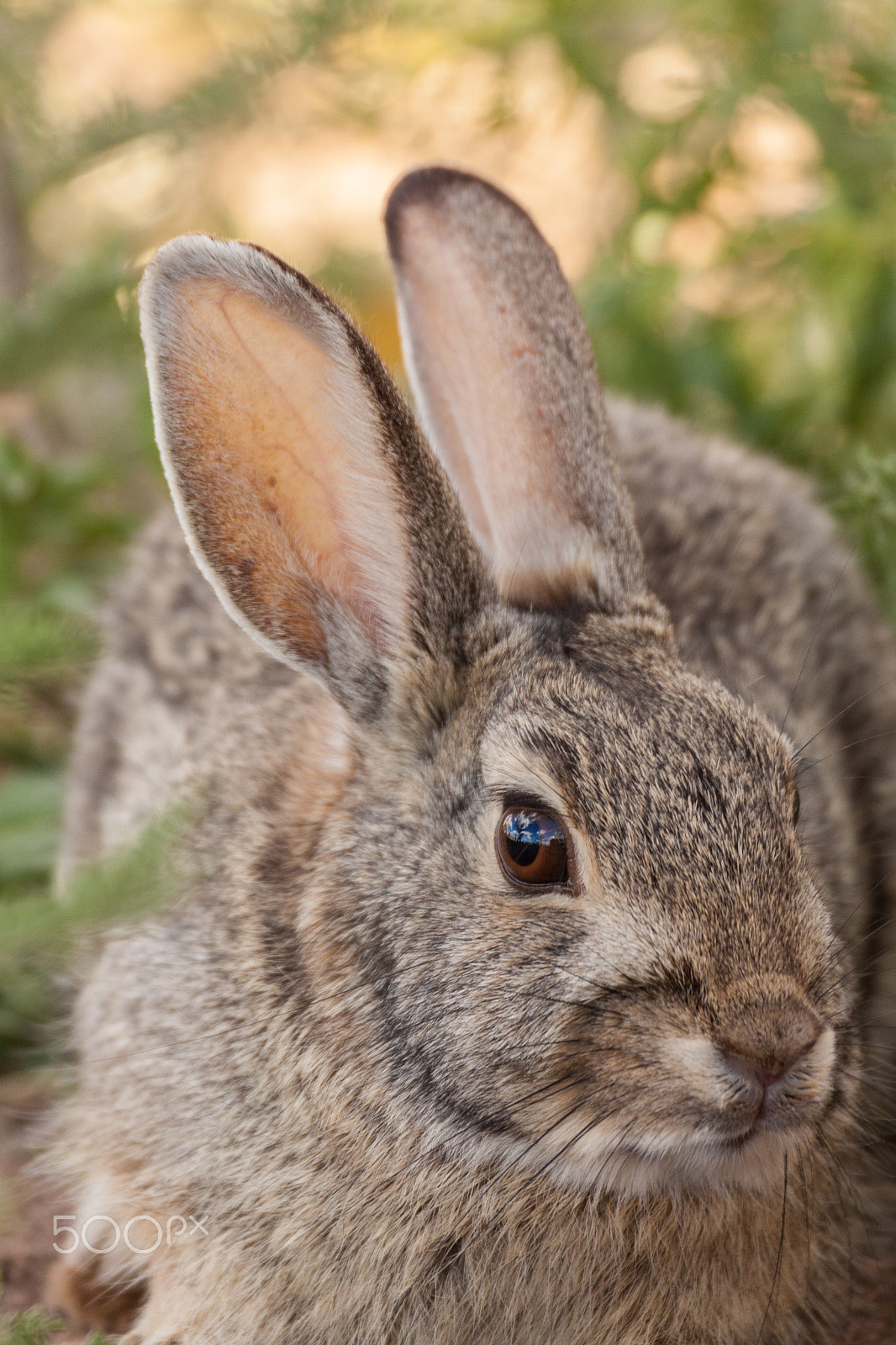 Canon EF 100-400mm F4.5-5.6L IS USM sample photo. Cute cottontail rabbit photography