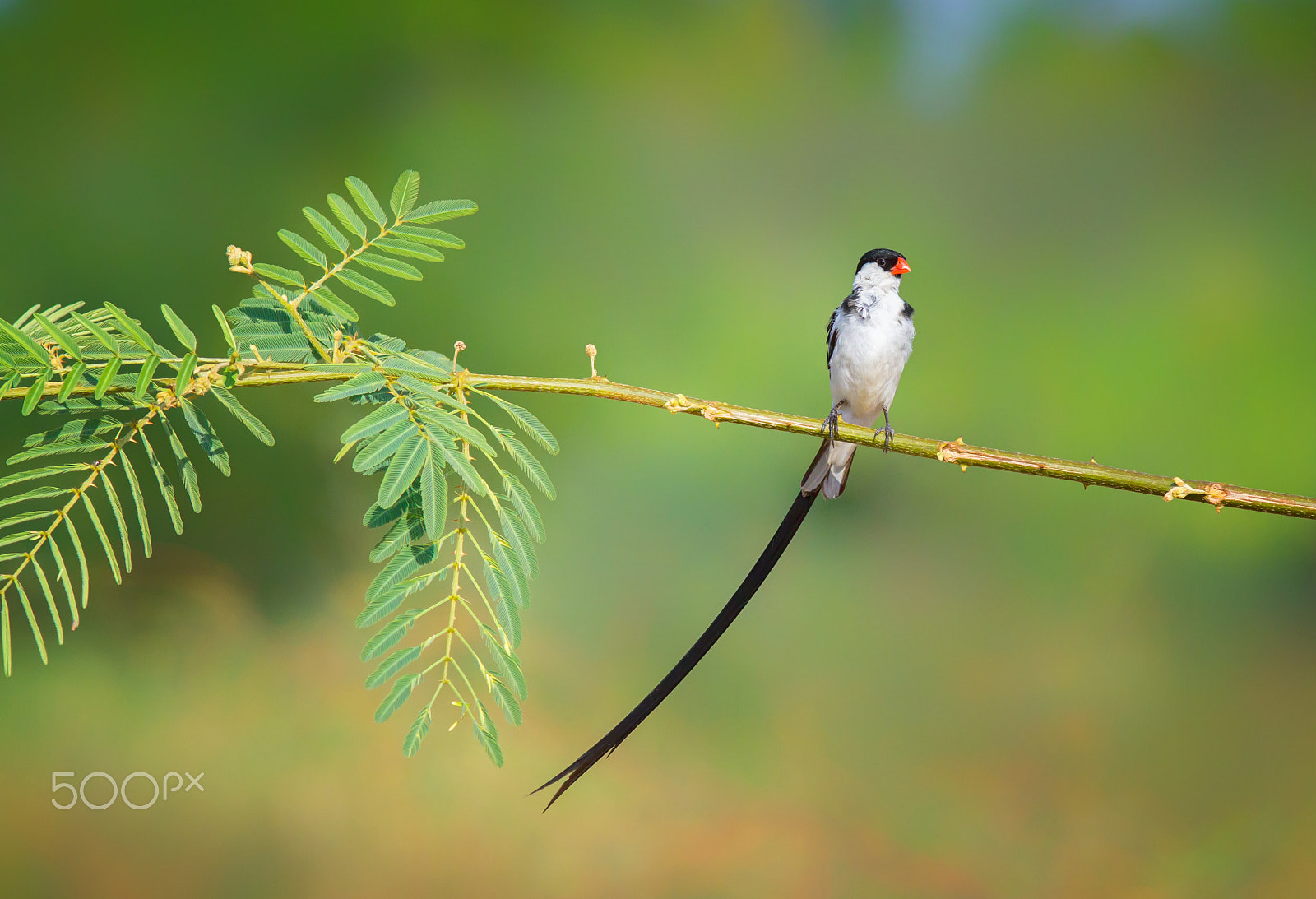 Canon EOS 60D + Canon EF 300mm F4L IS USM sample photo. Pin-tailed whydah photography