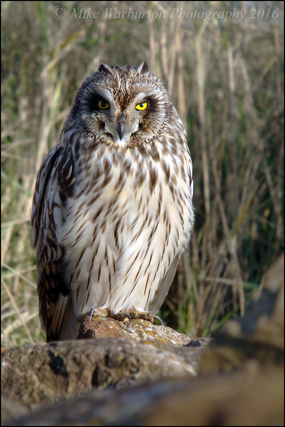 Sigma 50-500mm f/4-6.3 APO HSM EX sample photo. Short eared owl photography