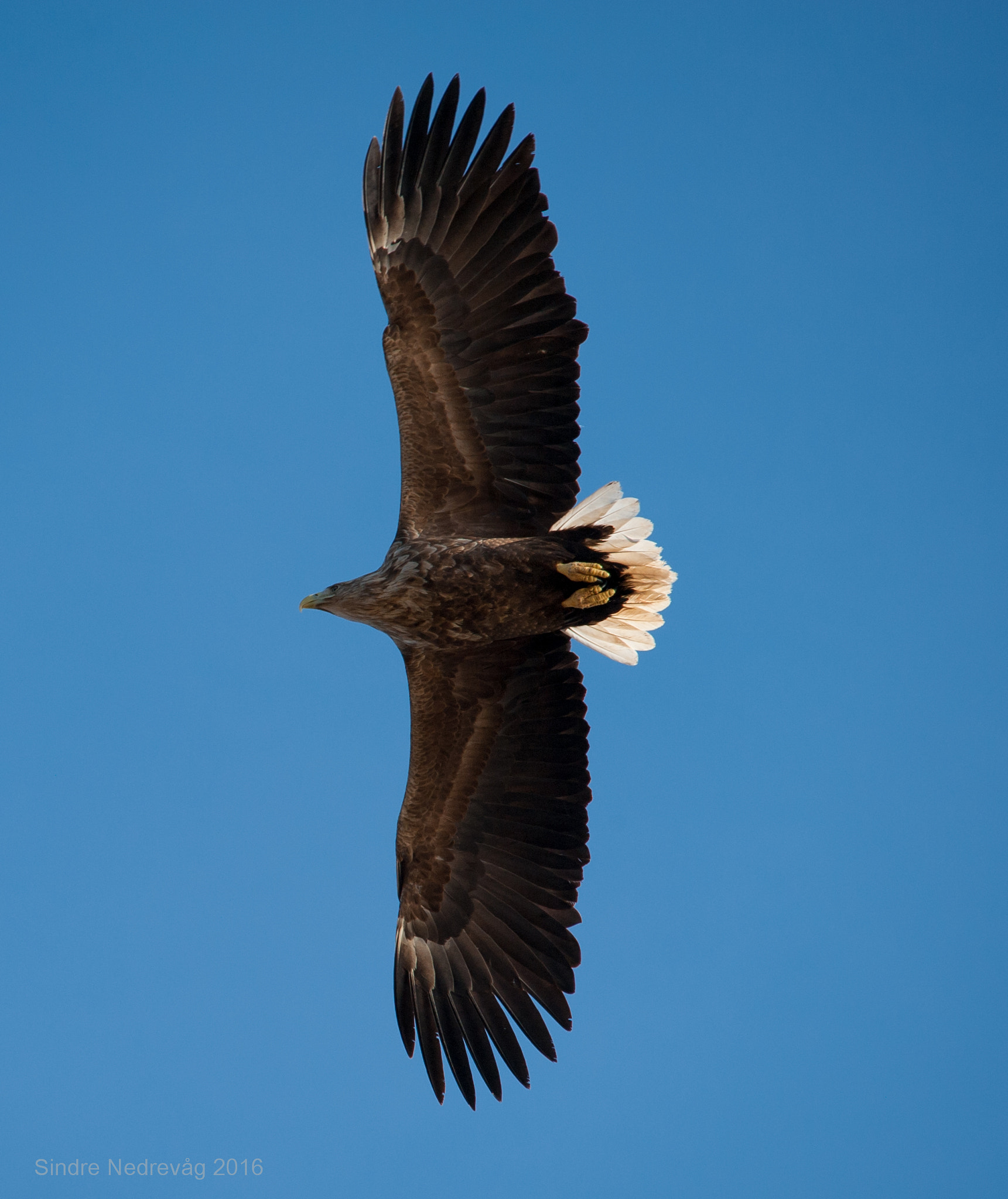 Sigma 150-500mm F5-6.3 DG OS HSM sample photo. Soaring eagle photography