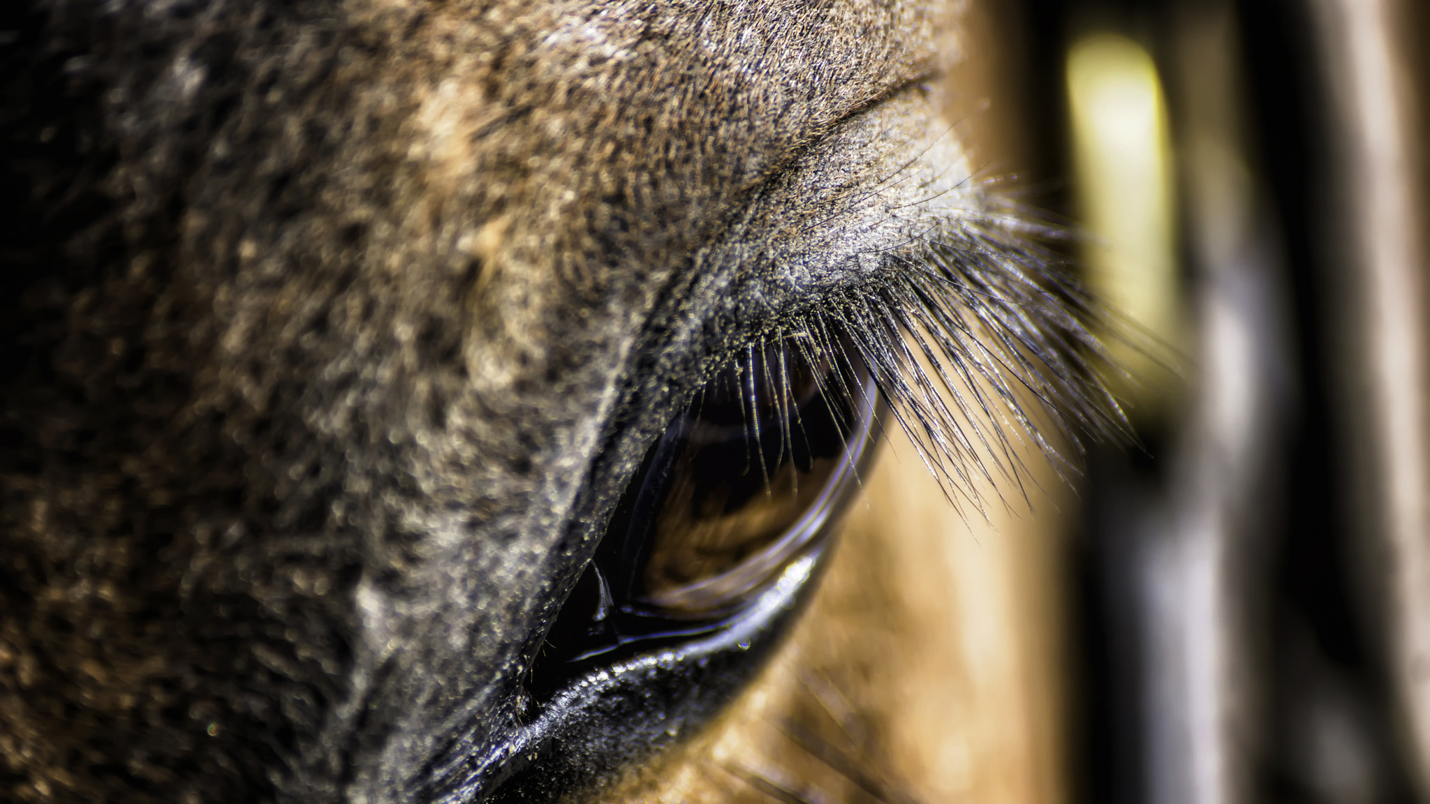 Sony DT 55-300mm F4.5-5.6 SAM sample photo. Timid soul photography