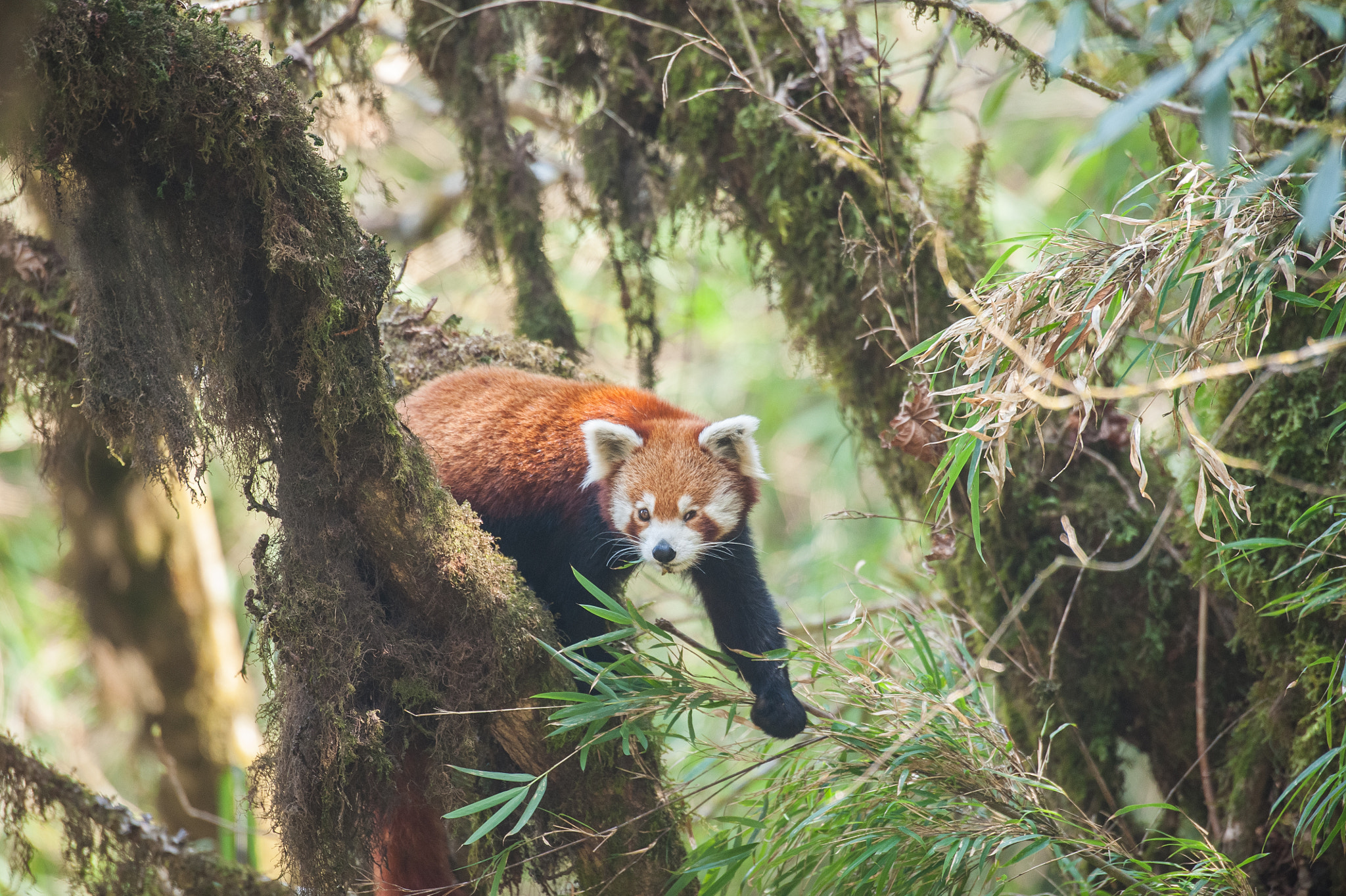 Nikon D700 + Nikon AF-S Nikkor 600mm F4G ED VR sample photo. Red panda. eastern himalayas photography