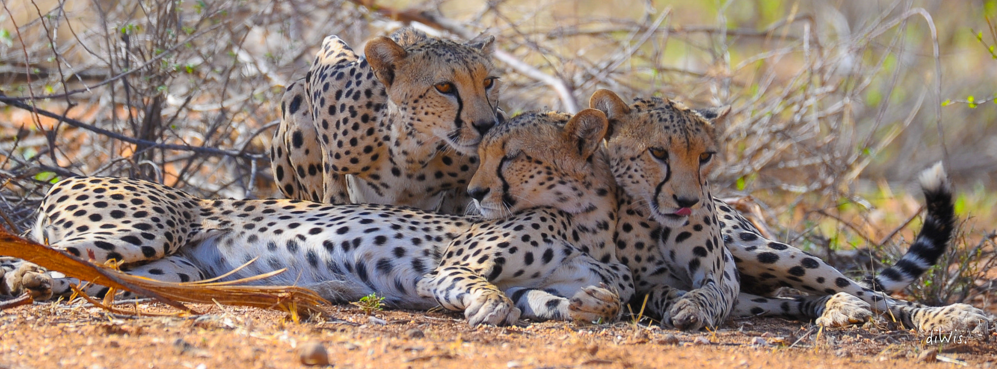 Sigma 150-600mm F5-6.3 DG OS HSM | S sample photo. Threesome photography