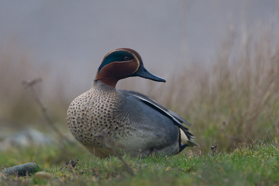 Canon EF 500mm F4L IS USM sample photo. Teal photography