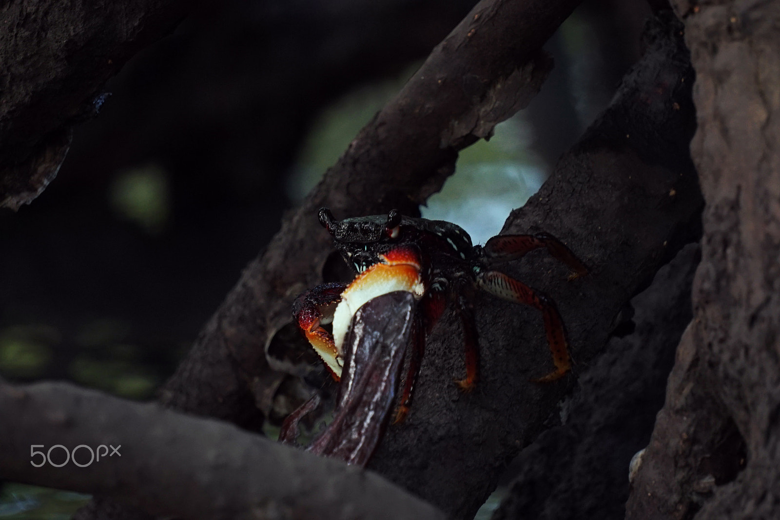Sony a7S sample photo. Crustáceo siri photography