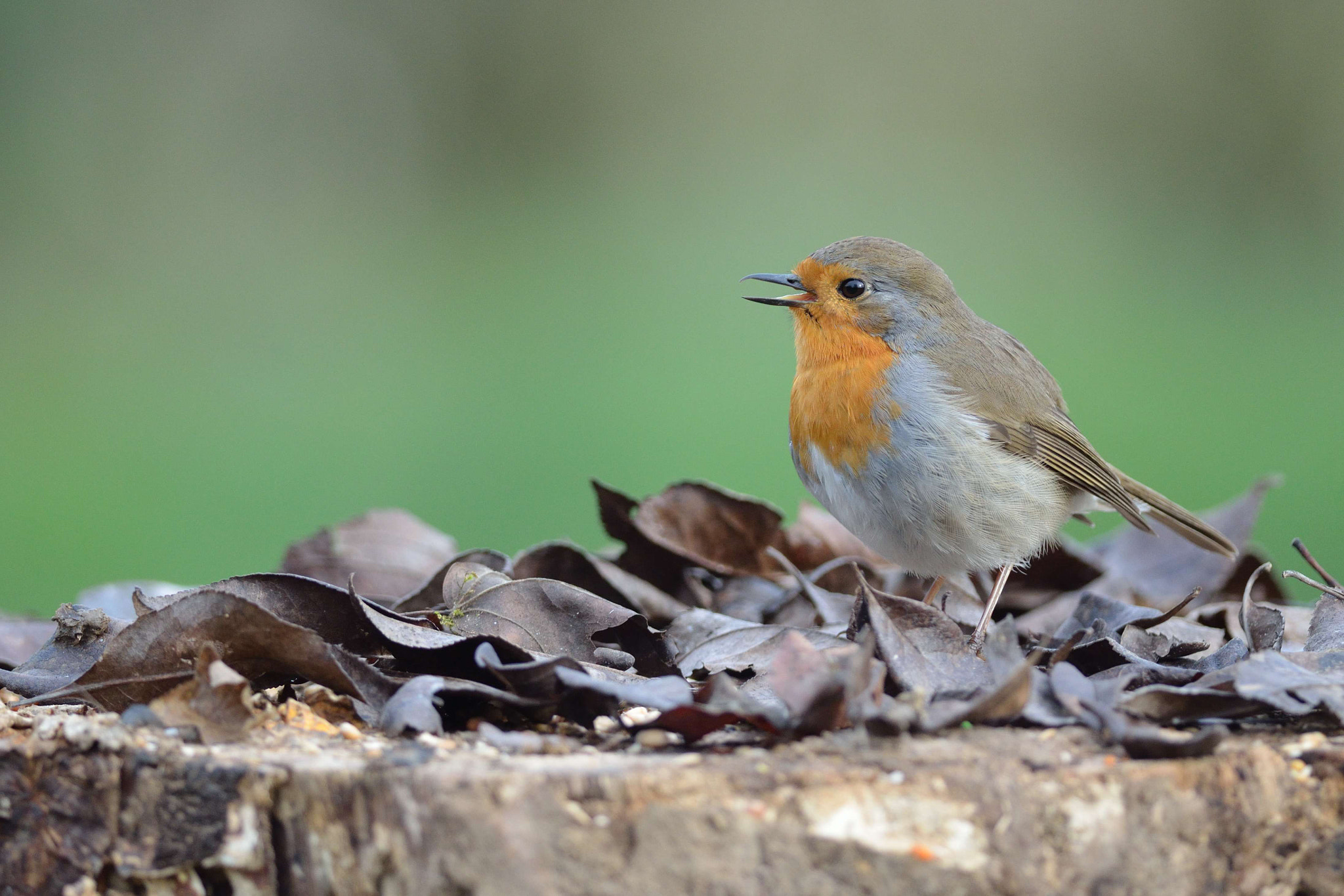 Nikon D5100 + Nikon AF-S Nikkor 300mm F4D ED-IF sample photo. Rouge gorge photography