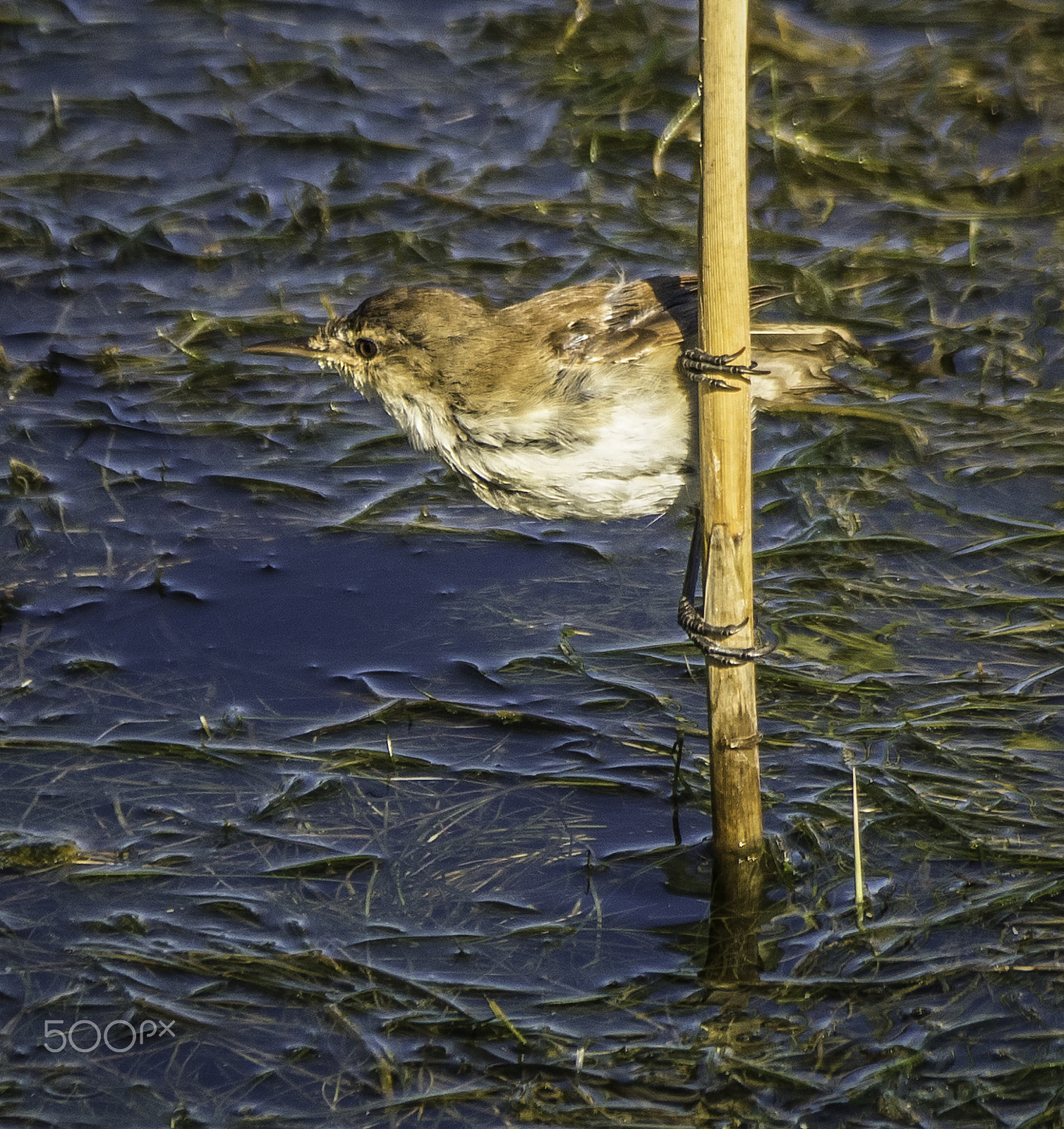 Sigma 18-250mm F3.5-6.3 DC OS HSM sample photo. Cape reed warbler photography