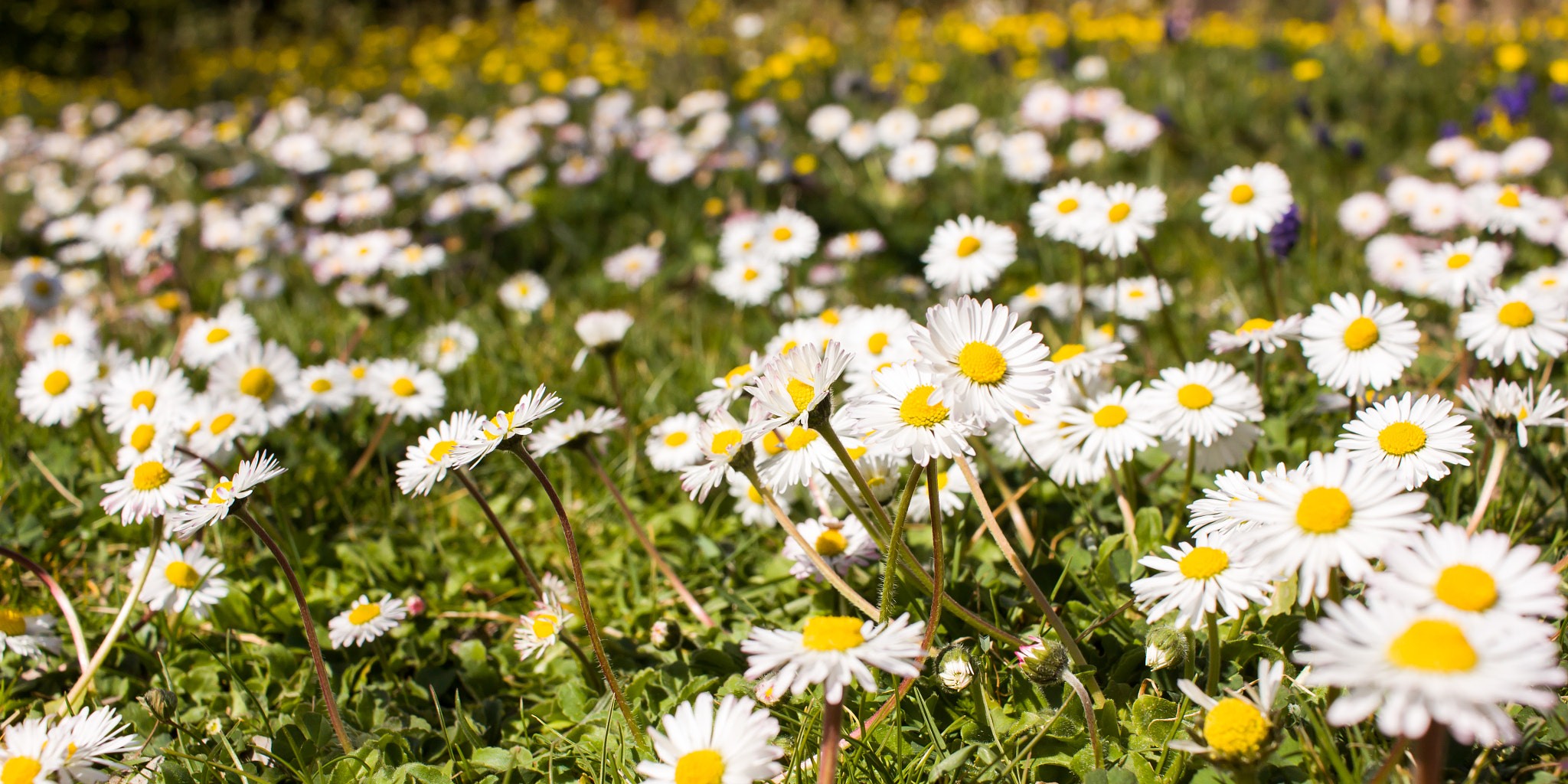 Canon EF-S 24mm F2.8 STM sample photo. Daisy in spring photography