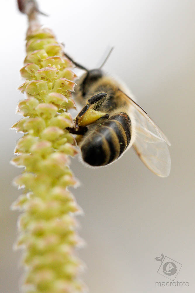 Canon EOS 40D + Canon EF 100mm F2.8L Macro IS USM sample photo. Heavy load close up photography
