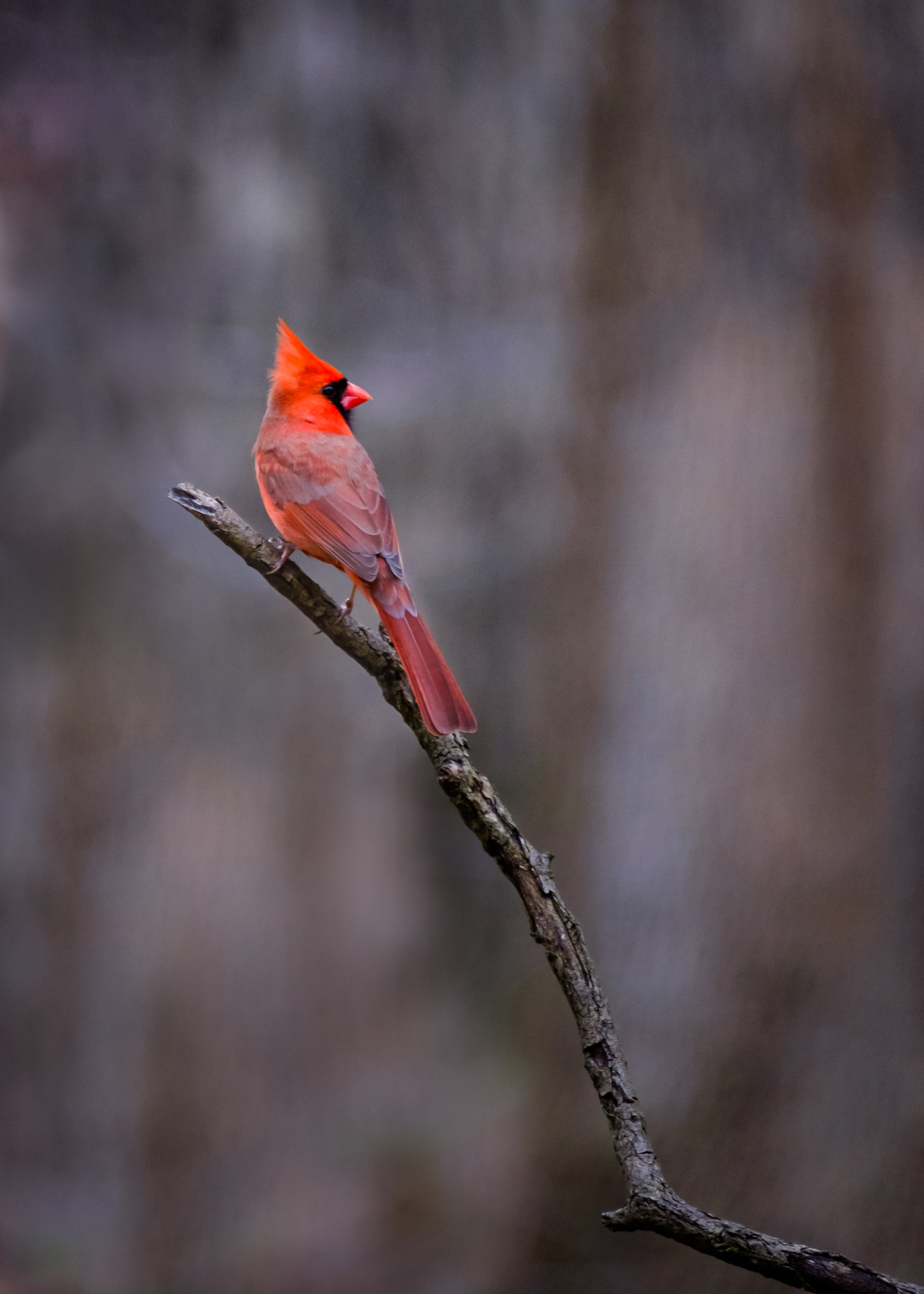 Fujifilm XF 100-400mm F4.5-5.6 R LM OIS WR sample photo. Cardinal photography