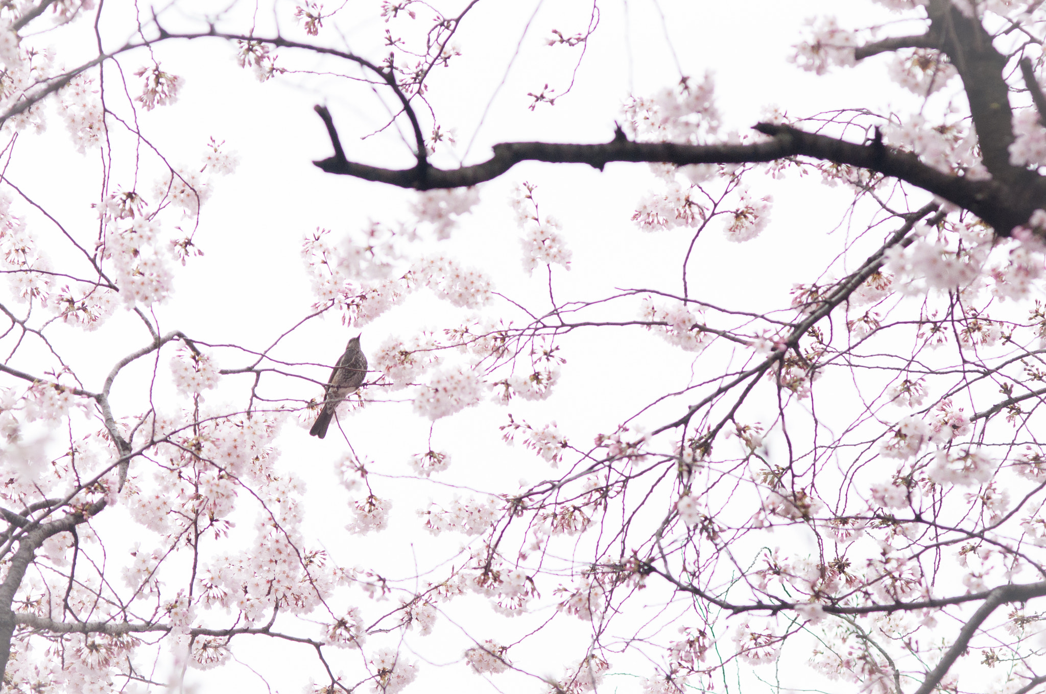 Nikon D90 + AF Nikkor 85mm f/1.8 sample photo. Spring photography