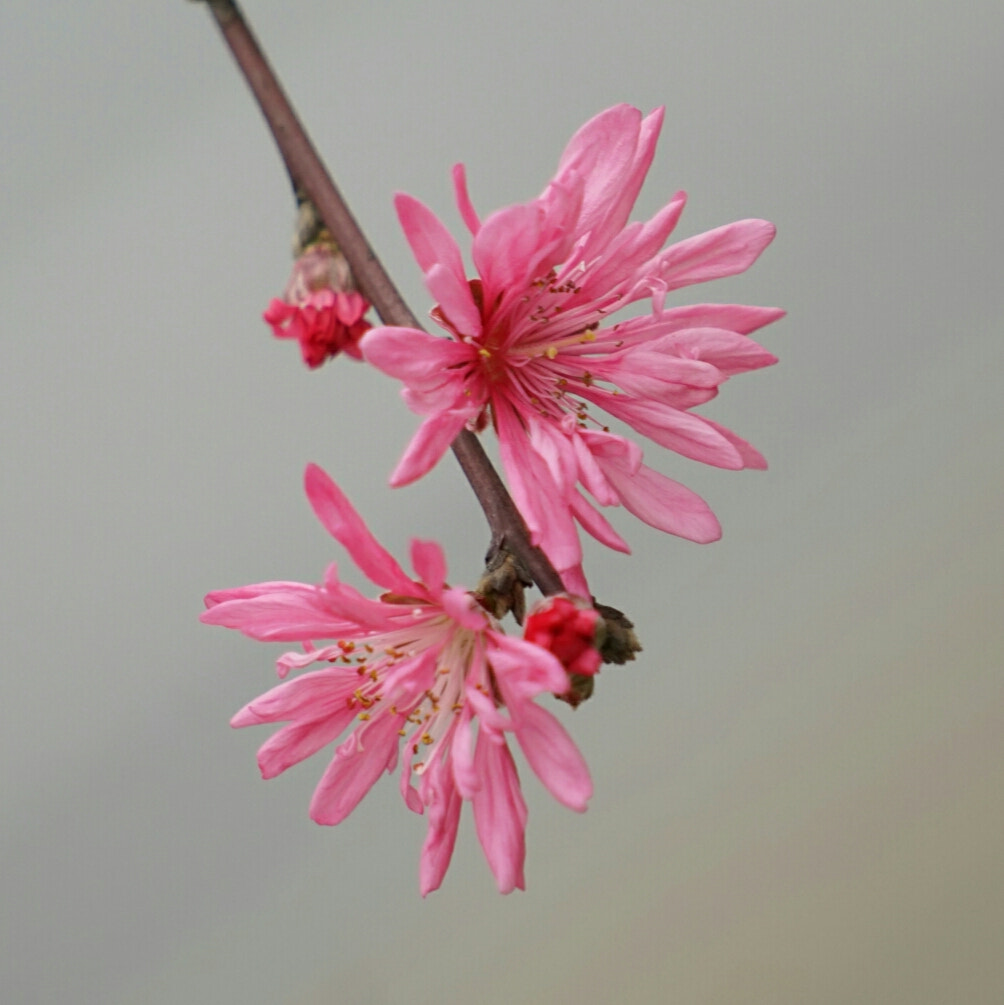 Sony a7 + Sony FE 70-200mm F4 G OSS sample photo. Peach flower 1 photography