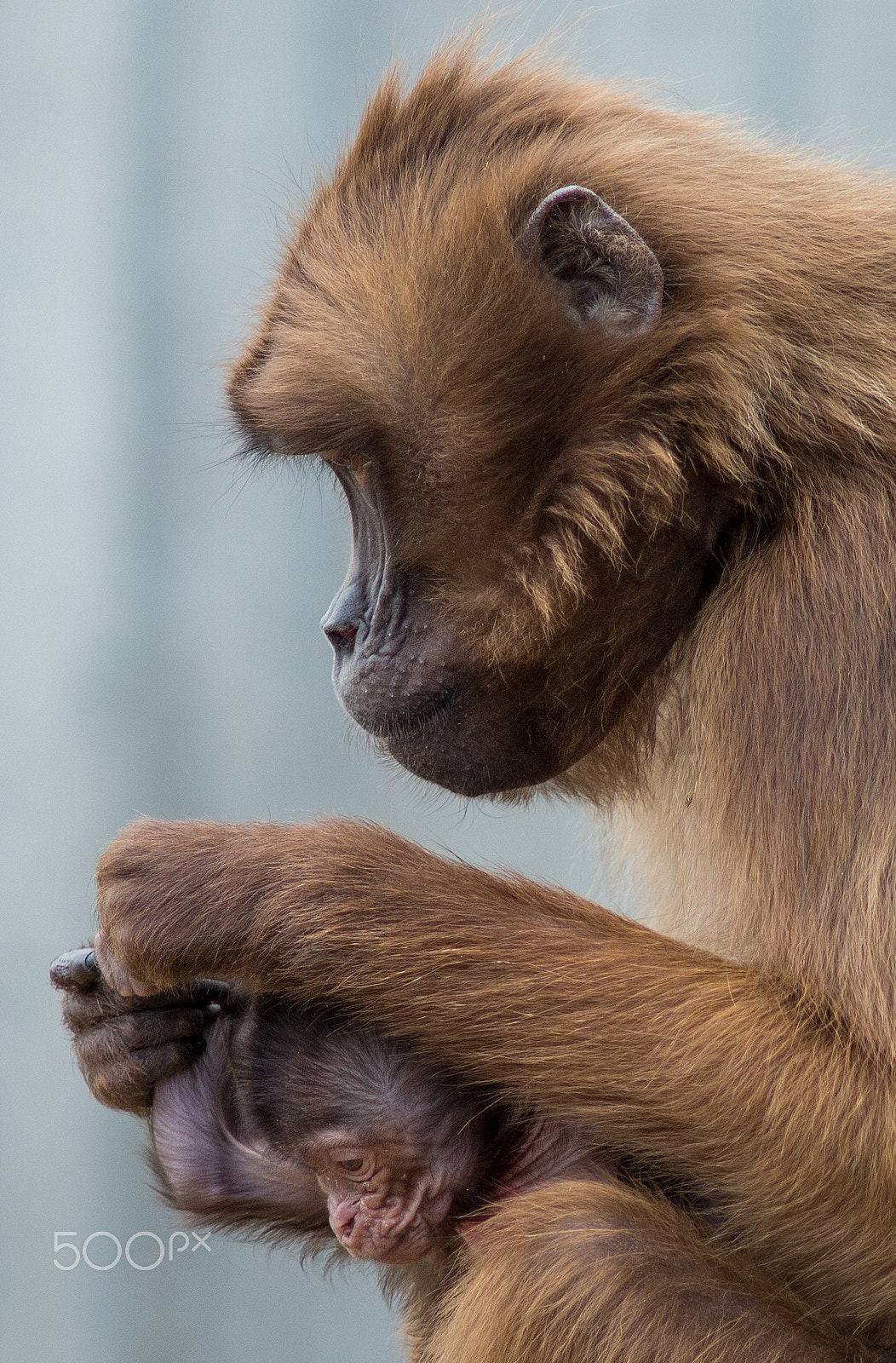 Nikon D600 + AF Nikkor 300mm f/4 IF-ED sample photo. Monkey portrait photography