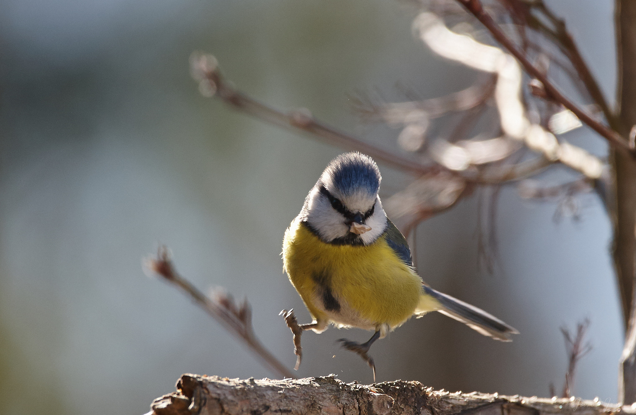 Canon EOS-1D Mark III sample photo. March away photography