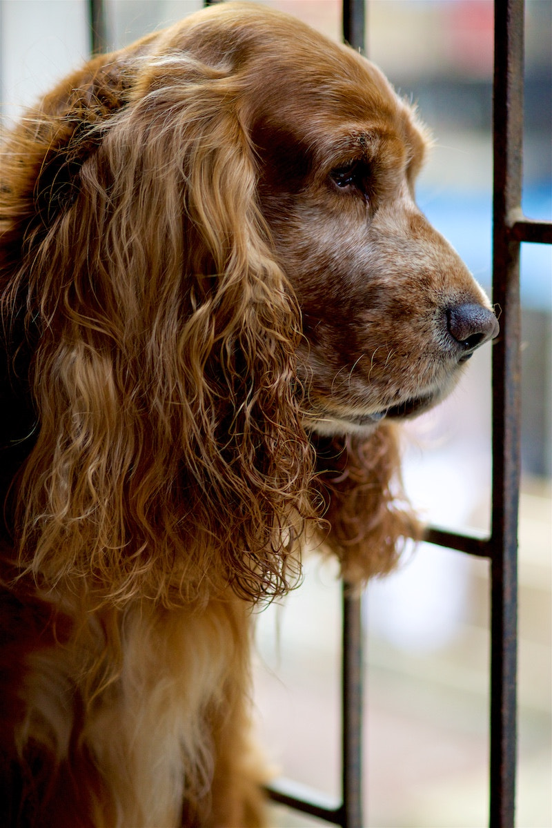 Sony a99 II + Sony 100mm F2.8 Macro sample photo. Invisible shackles！ photography