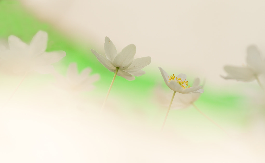 Sony Alpha DSLR-A550 + Sony 100mm F2.8 Macro sample photo. Wood anemone photography