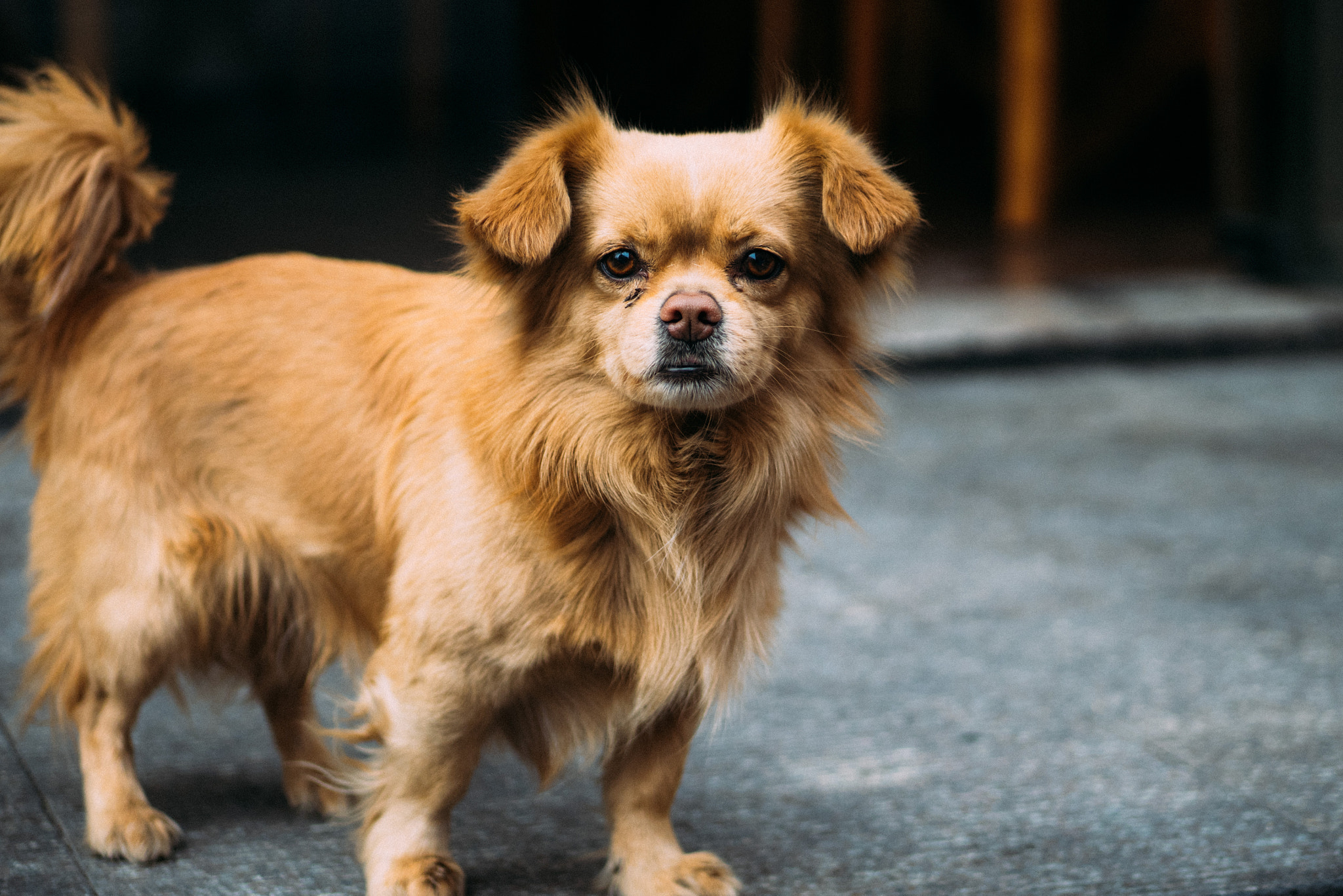 Panasonic DMC-GM1S + Panasonic Lumix G 42.5mm F1.7 ASPH Power OIS sample photo. Poor stray dog？ photography