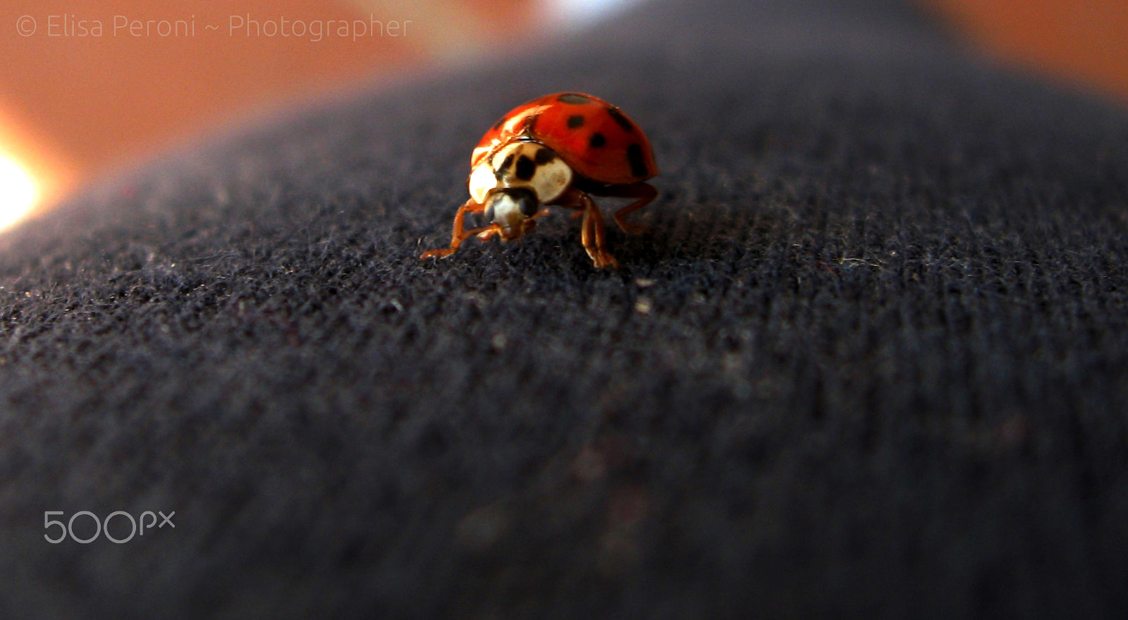 Canon PowerShot A580 sample photo. Ladybug photography