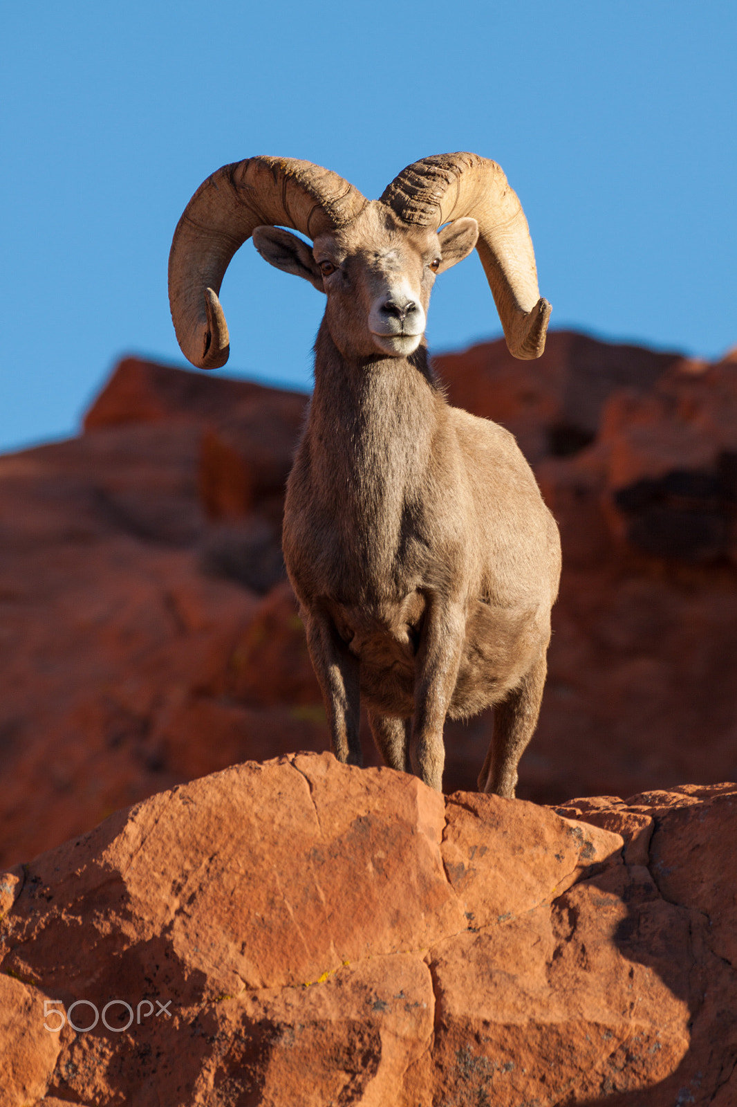 Canon EF 100-400mm F4.5-5.6L IS USM sample photo. Desert bighorn sheep ram photography