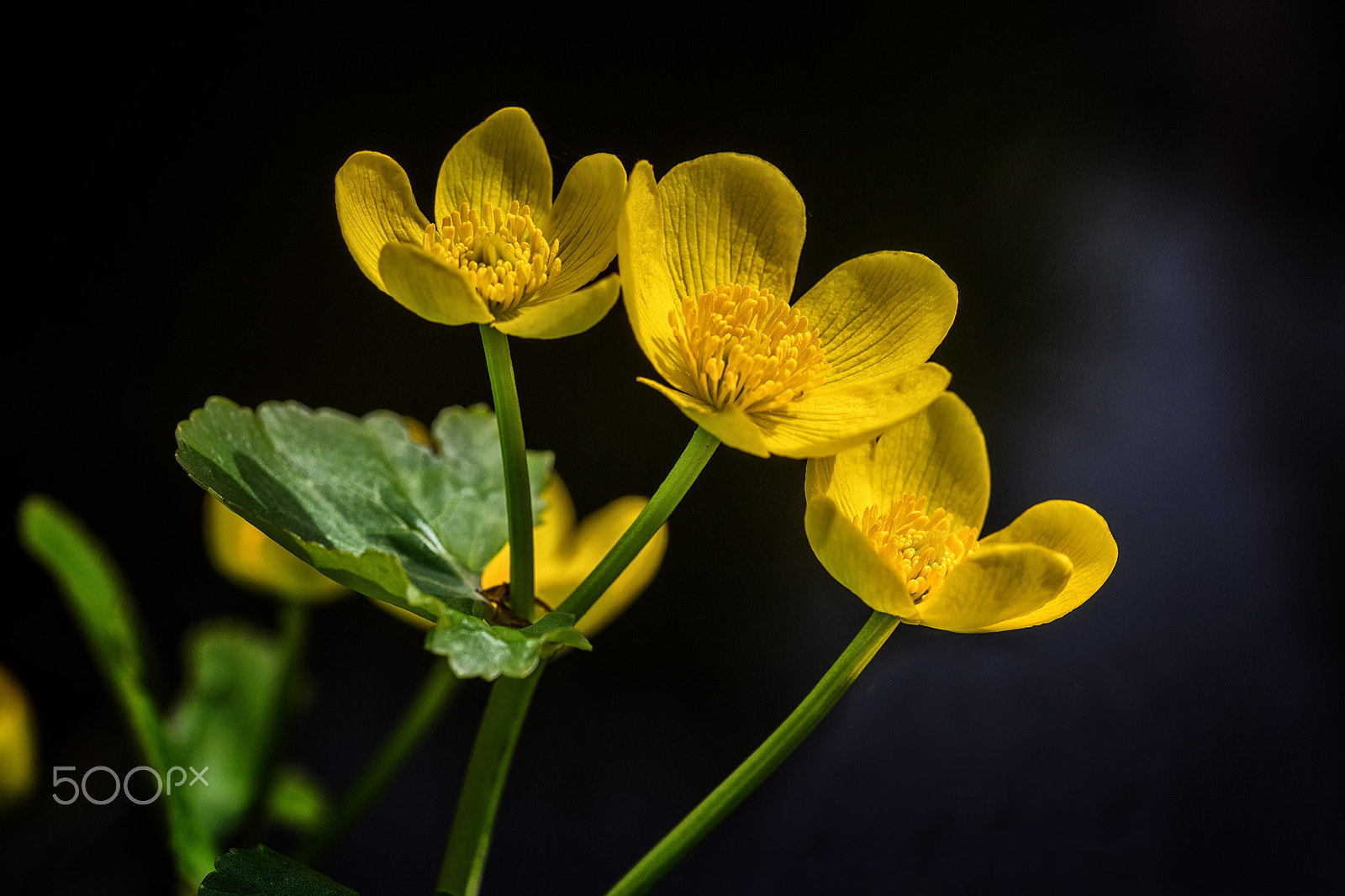 Sony a99 II sample photo. Marsh marigold photography