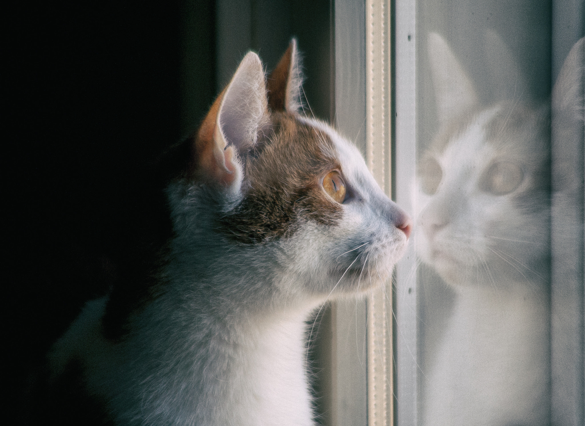 Canon EF 35-105mm f/4.5-5.6 sample photo. Kitten reflection photography