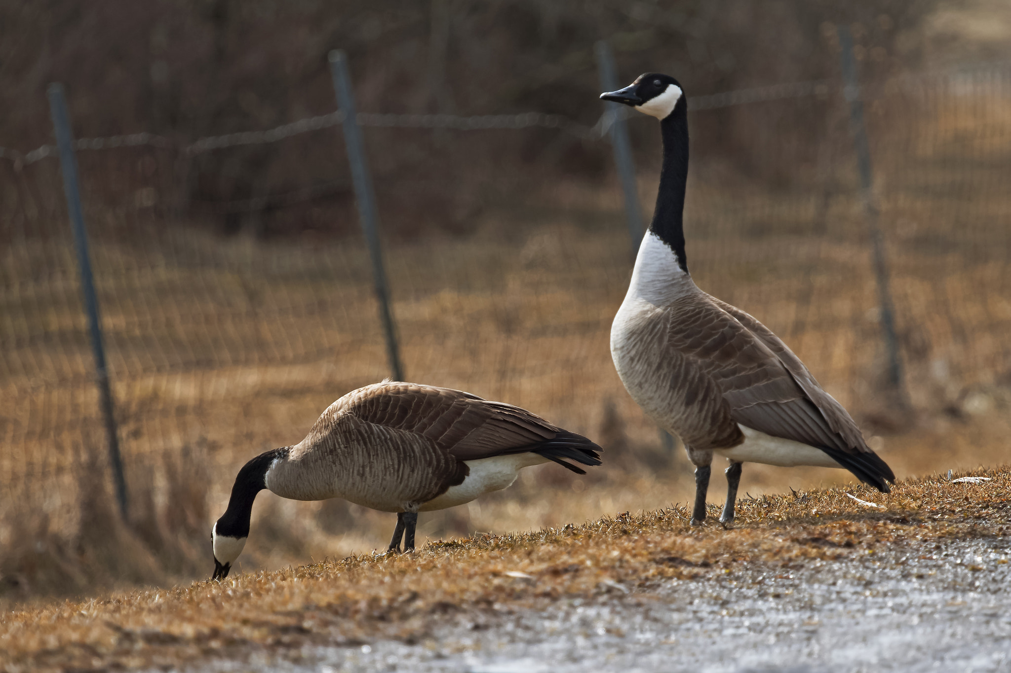 Canon EF 100-400mm F4.5-5.6L IS USM sample photo. Grazing geese photography