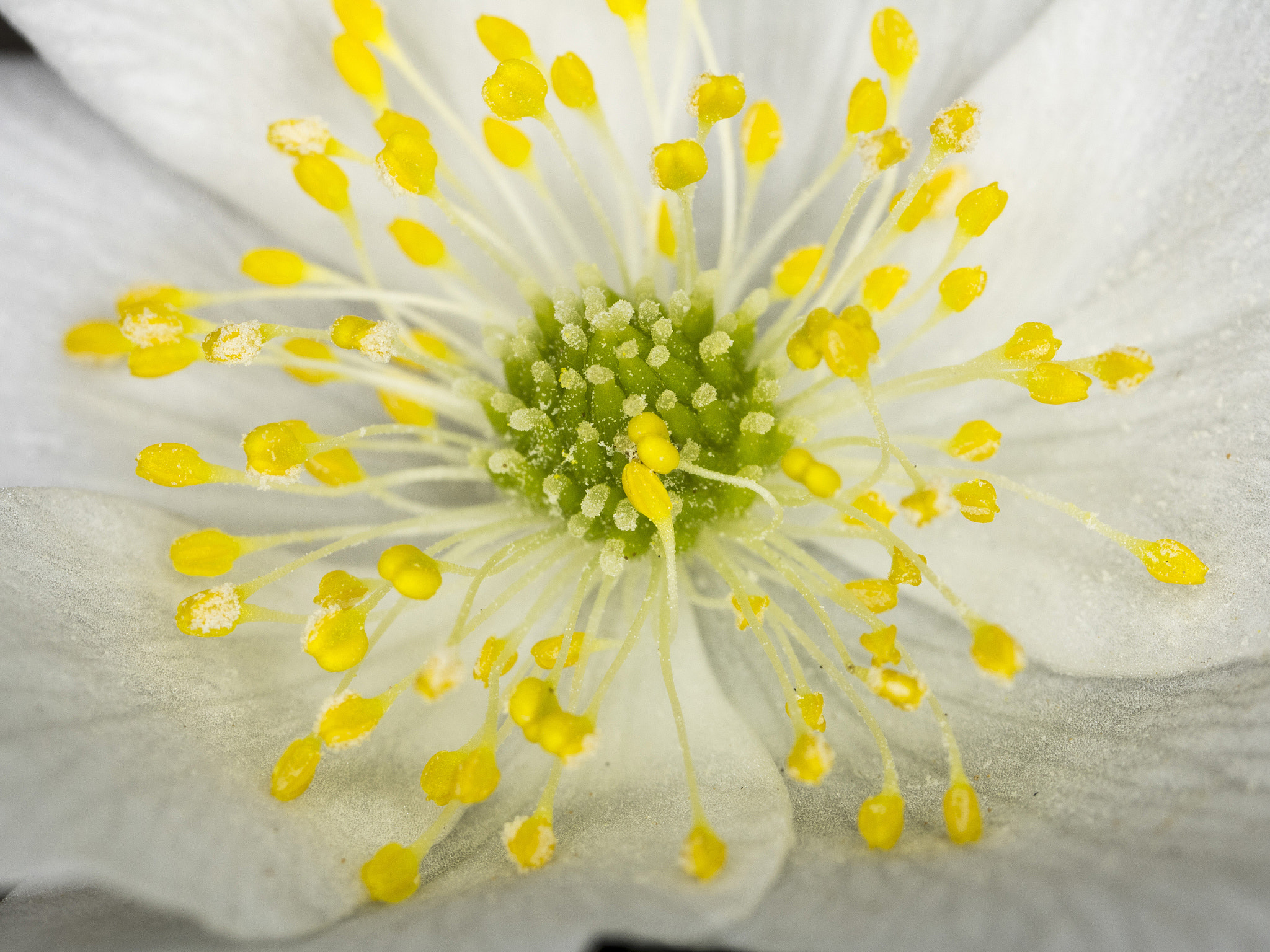 Canon MP-E 65mm F2.5 1-5x Macro Photo sample photo. Flower stamen photography