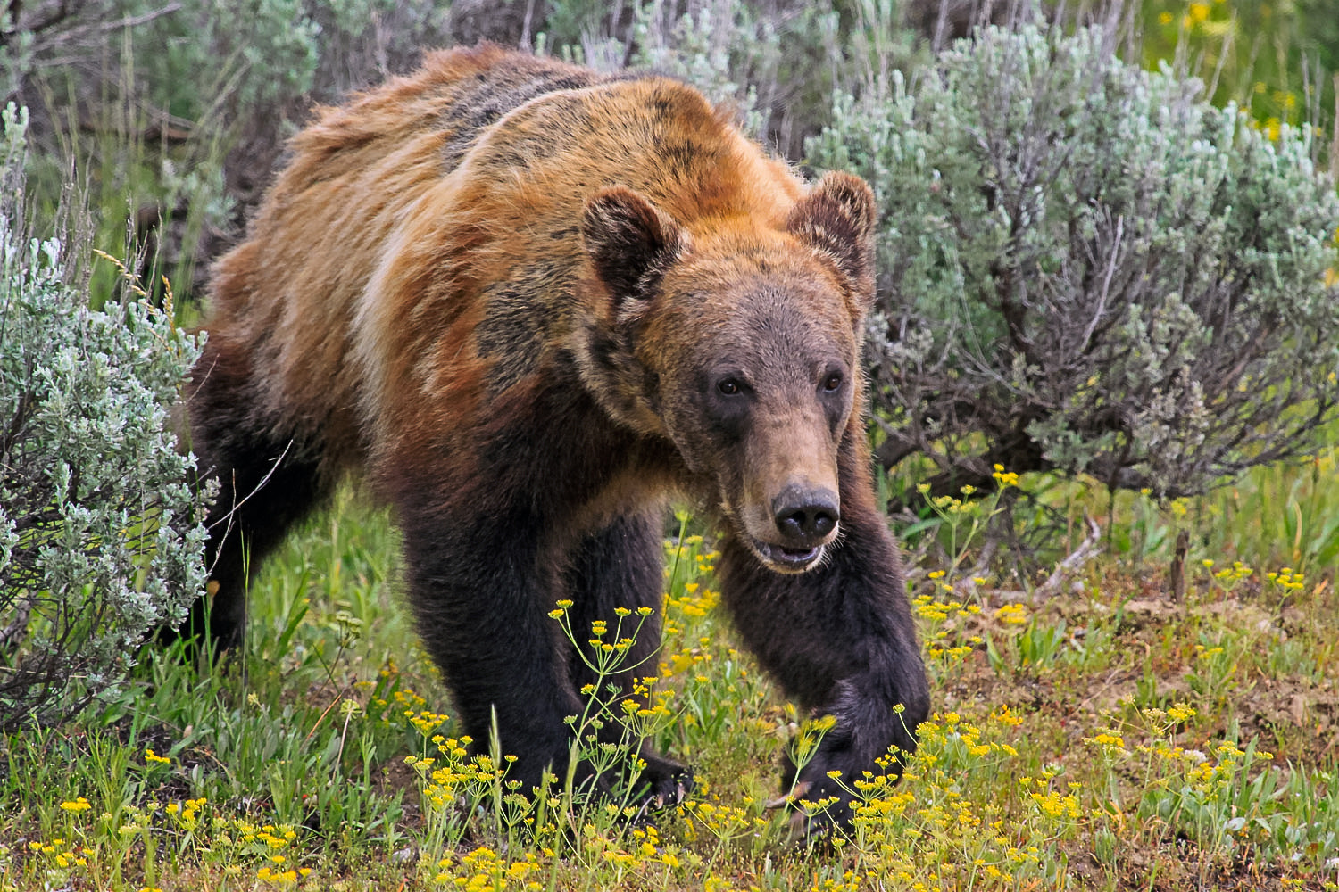 Canon EF 100-400mm F4.5-5.6L IS USM sample photo. Grizzly among wildflowers photography