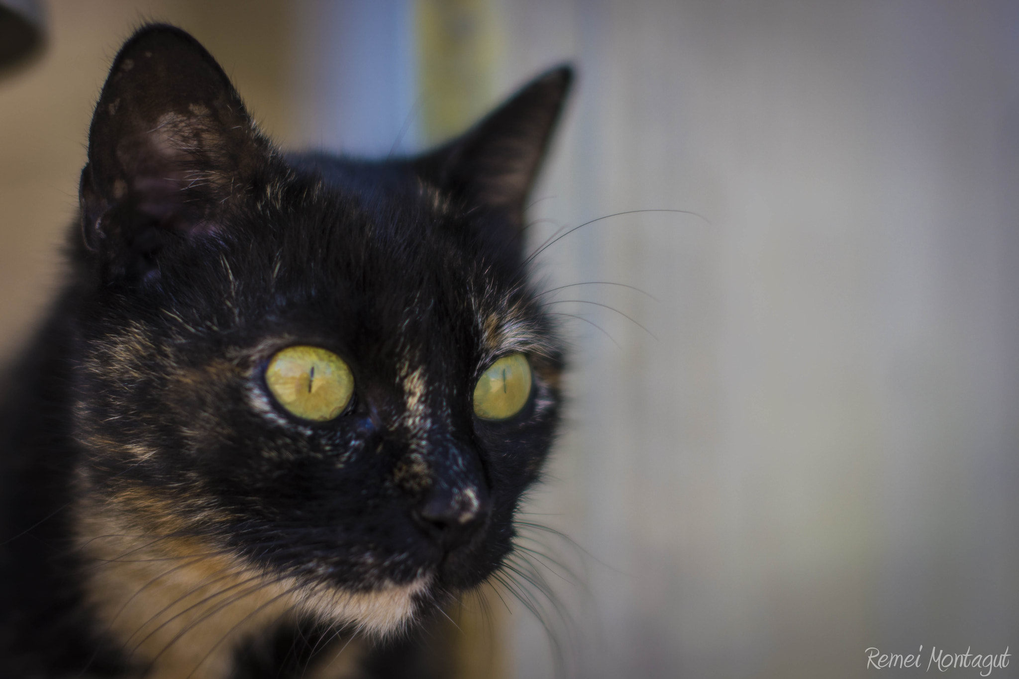 Nikon D7200 + Sigma 50mm F1.4 EX DG HSM sample photo. Cat photography