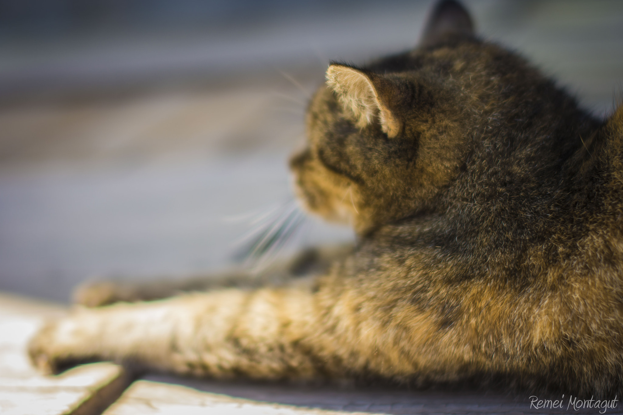 Nikon D7200 + Sigma 50mm F1.4 EX DG HSM sample photo. Cat photography