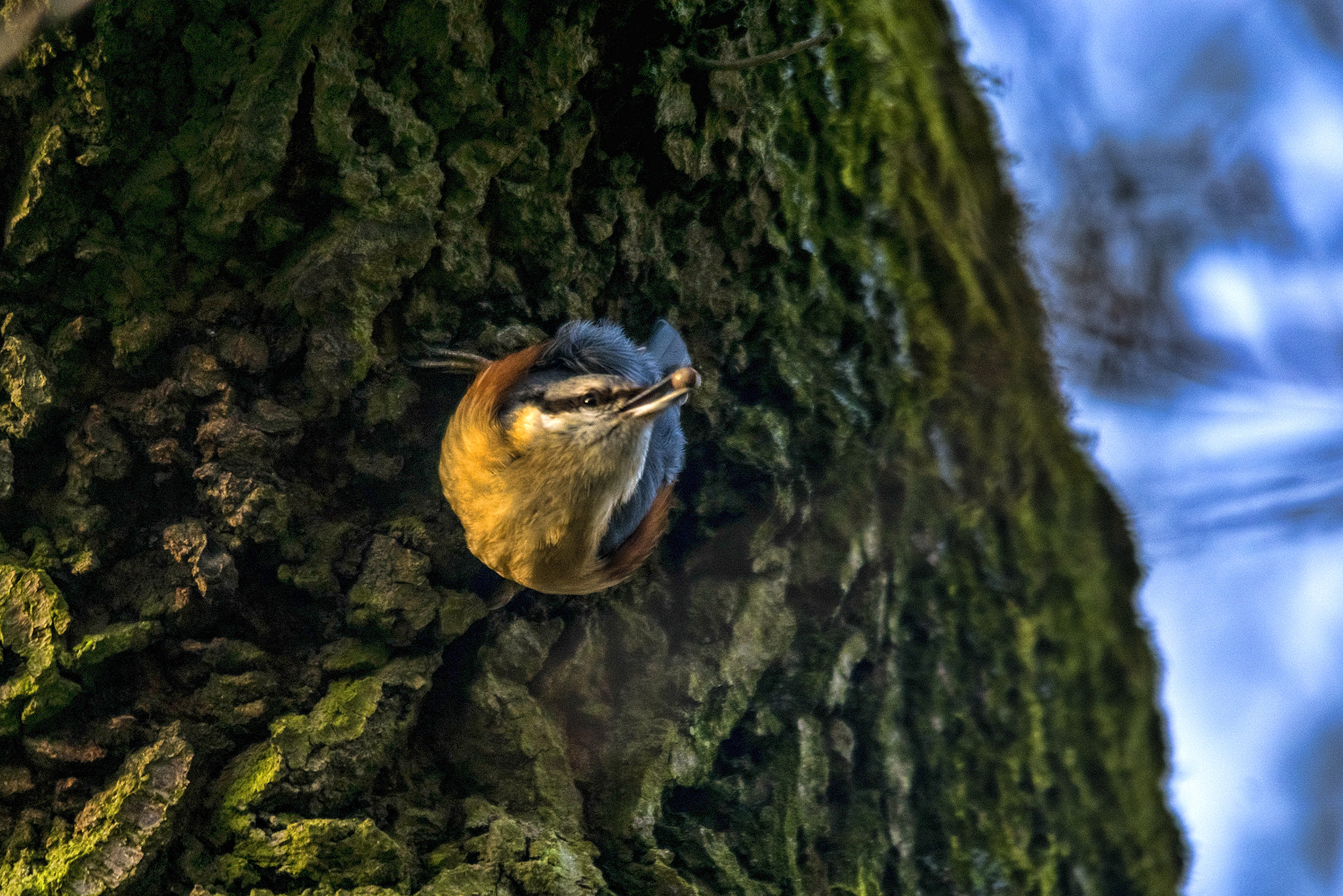 Sony ILCA-77M2 + Sigma 150-500mm F5-6.3 DG OS HSM sample photo. Eurasian nuthatch photography