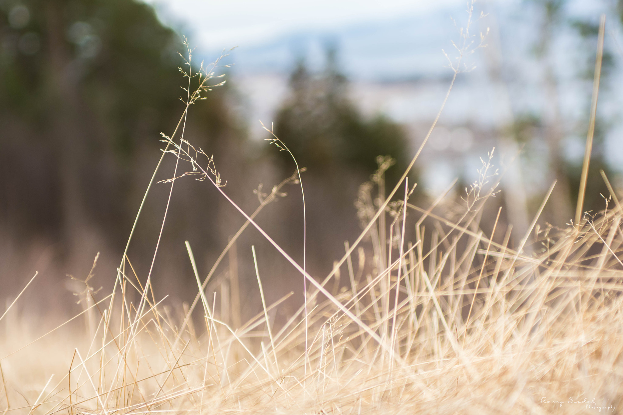 Nikon D7200 + Sigma 24-70mm F2.8 EX DG Macro sample photo. Edit photography
