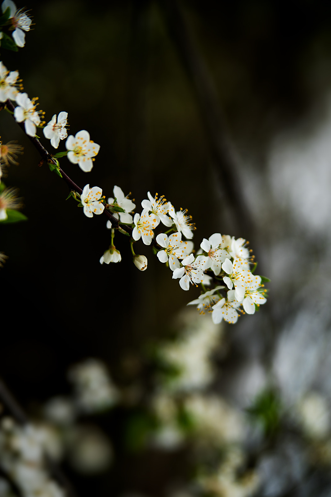 Sony a7R + Tamron SP 24-70mm F2.8 Di VC USD sample photo. Mirabelle photography