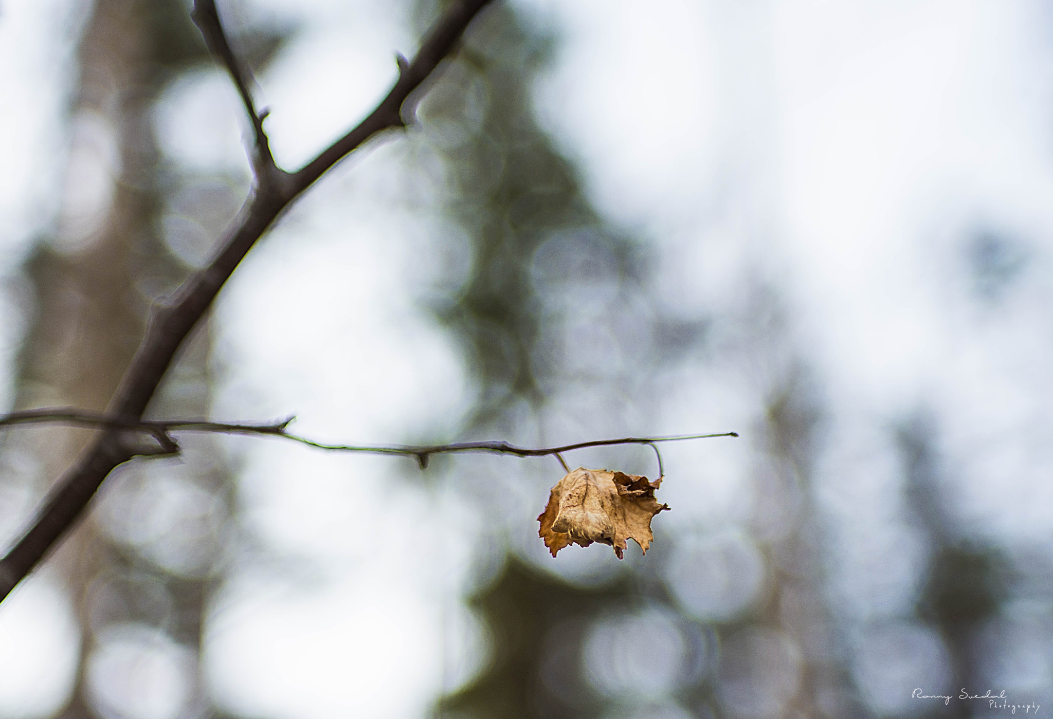 Nikon D7200 + Sigma 24-70mm F2.8 EX DG Macro sample photo. Edit photography