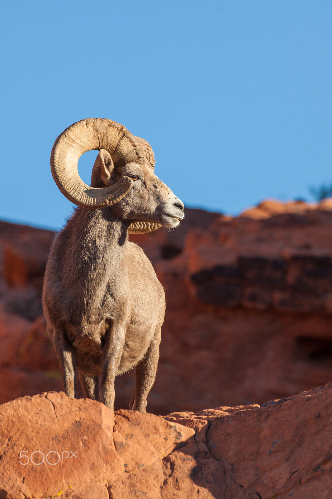 Canon EF 100-400mm F4.5-5.6L IS USM sample photo. Desert bighorn sheep ram photography