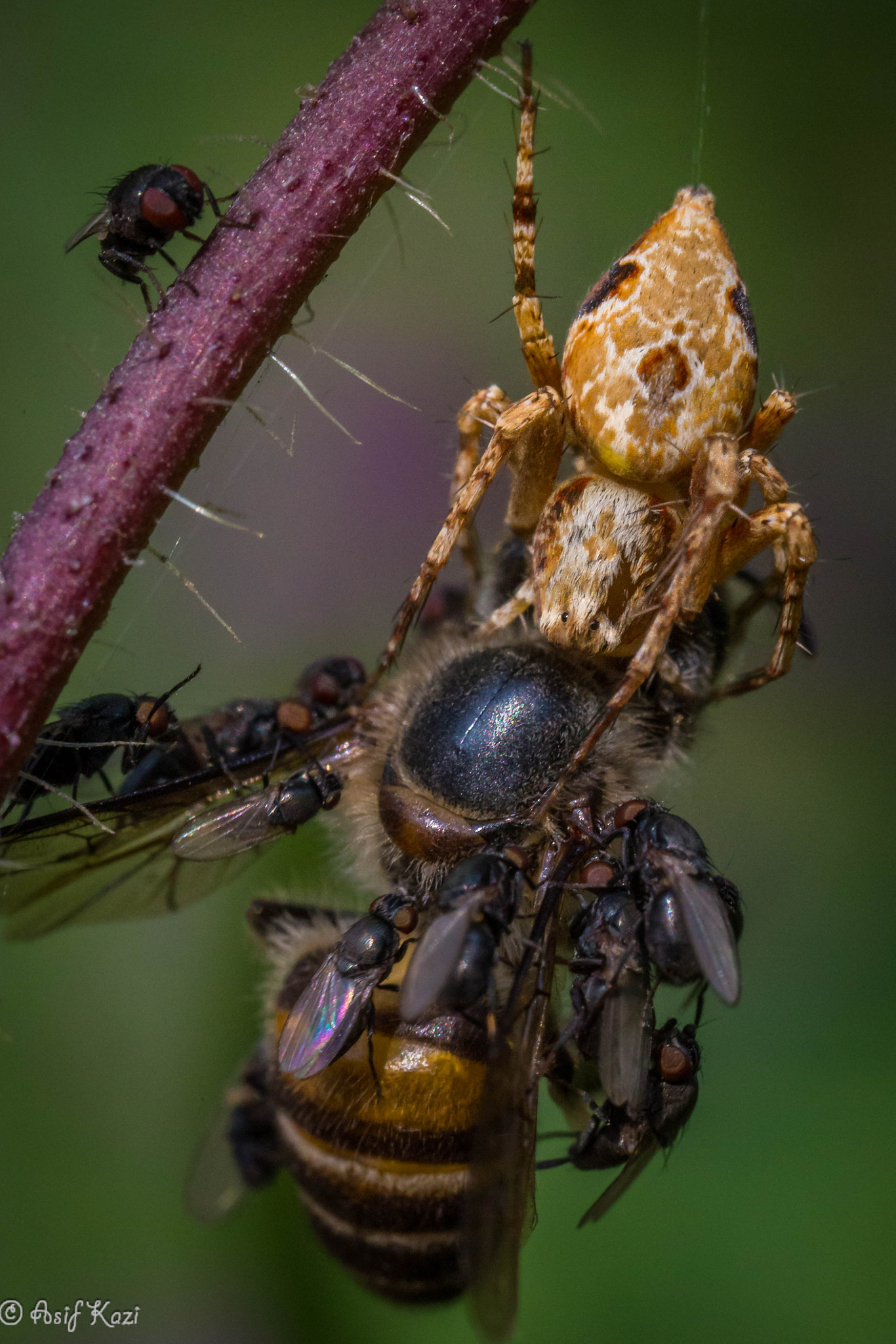 Canon MP-E 65mm F2.5 1-5x Macro Photo sample photo. Feast  photography