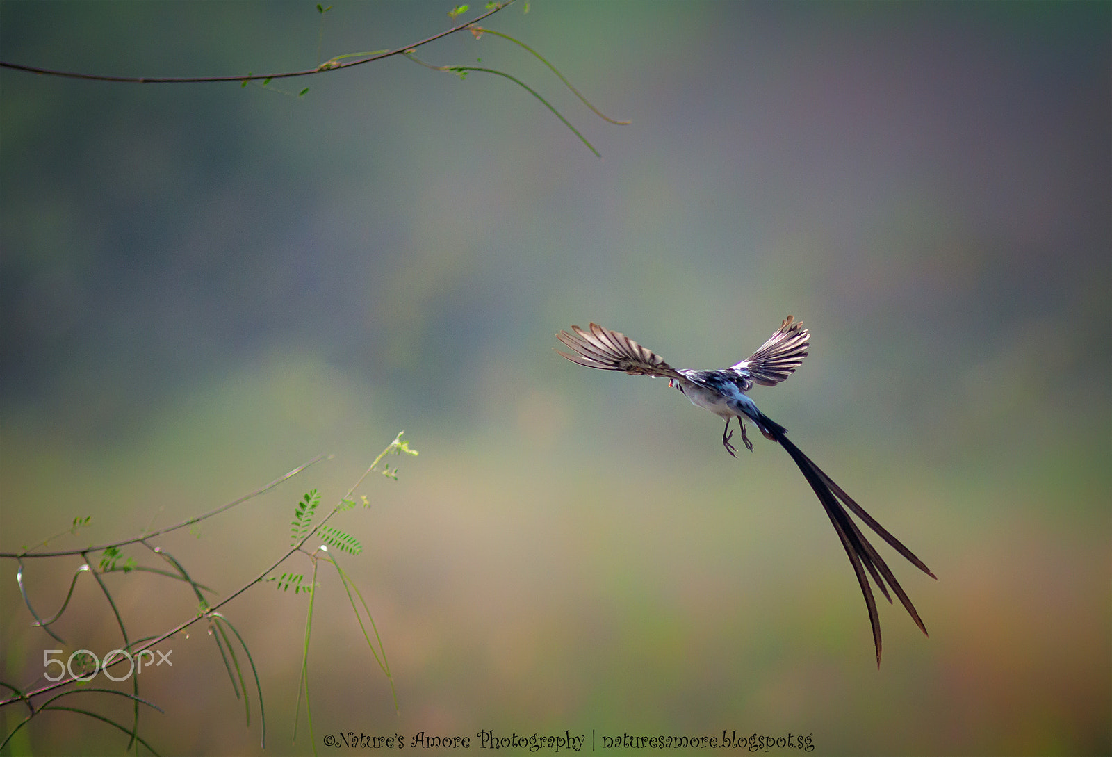 Canon EOS 60D + Canon EF 300mm F4L IS USM sample photo. Pin-tailed whydah photography