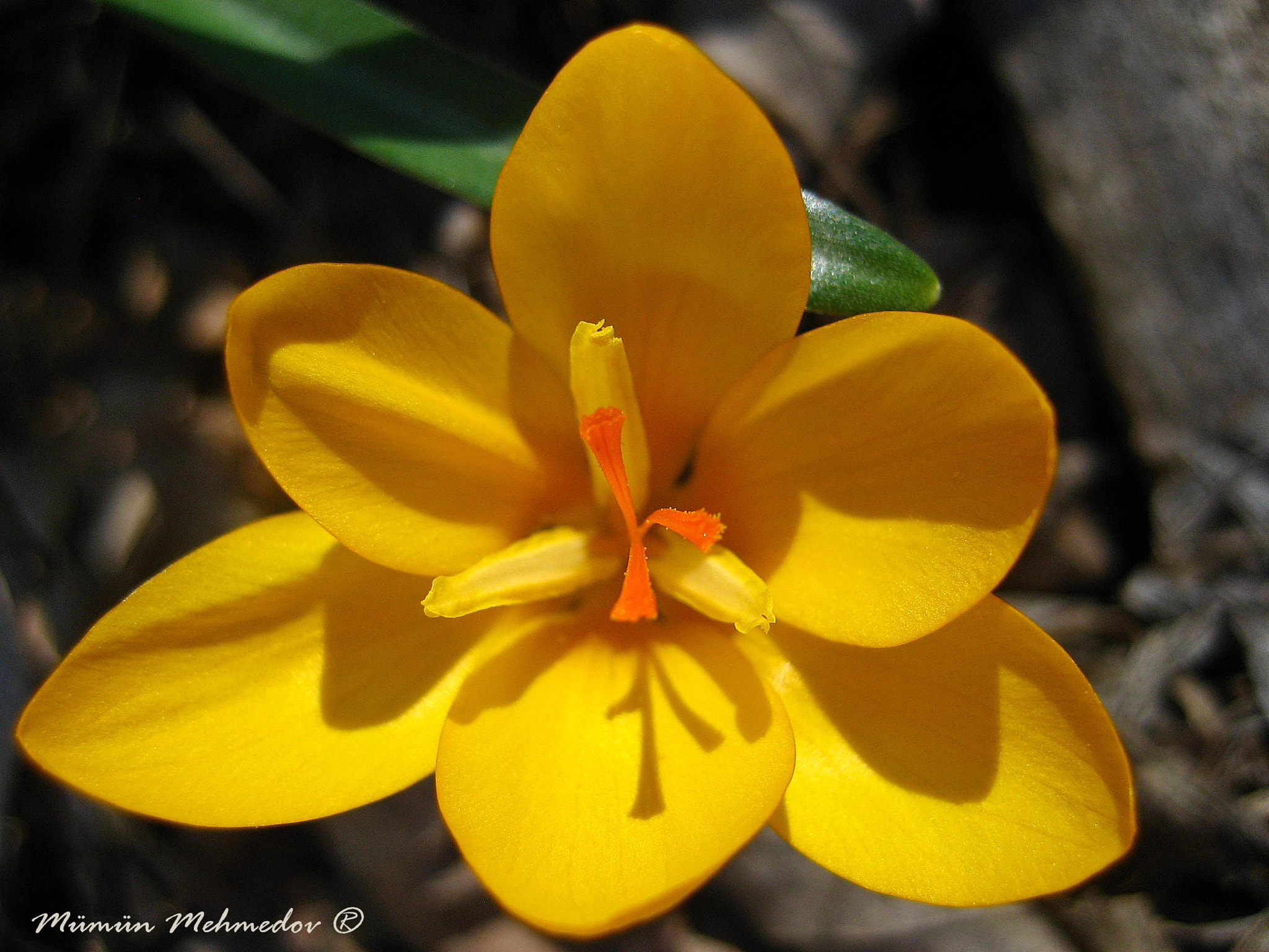 Canon POWERSHOT SD600 sample photo. Çiğdem...crocus photography