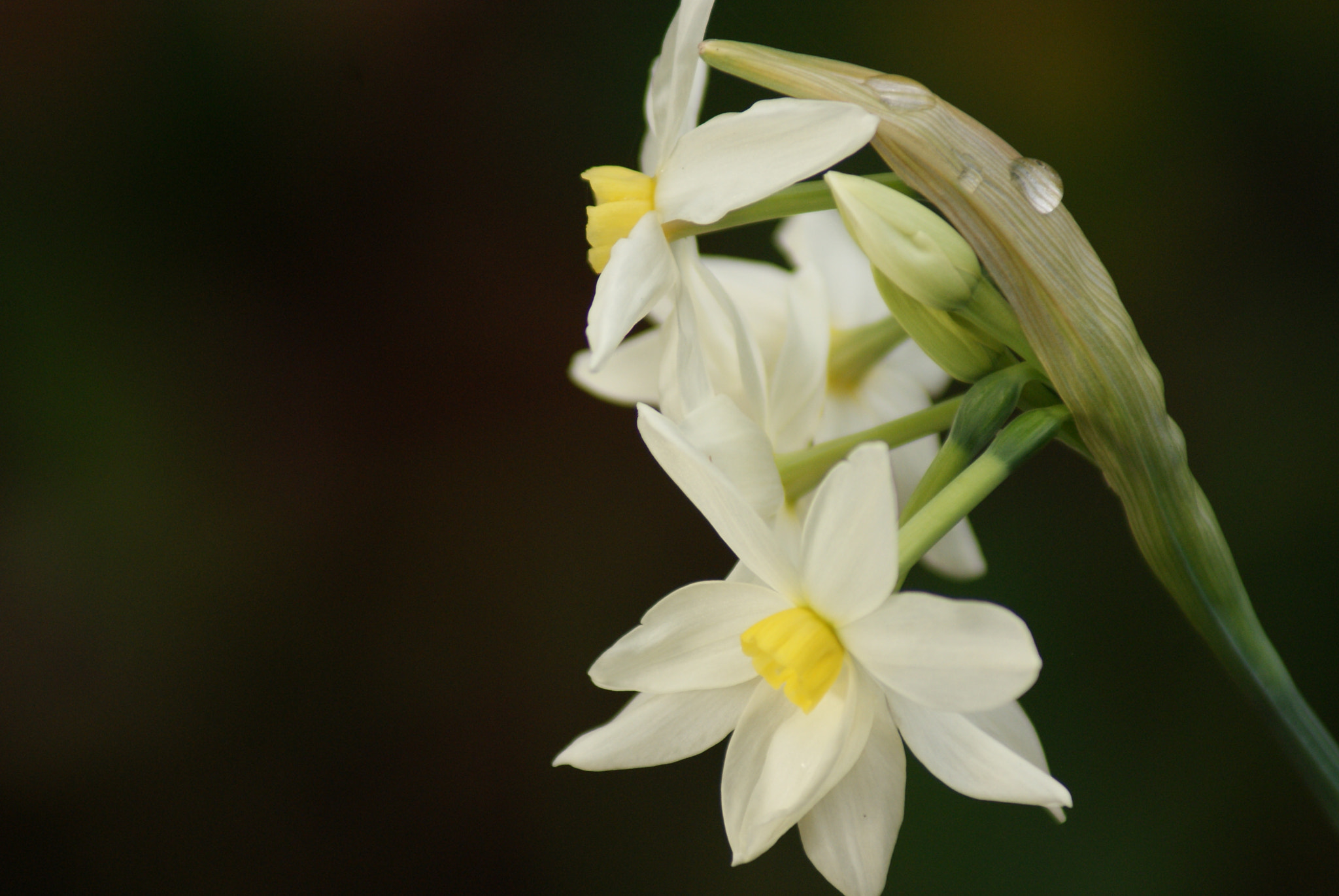 Sony Alpha DSLR-A300 sample photo. Flowers photography