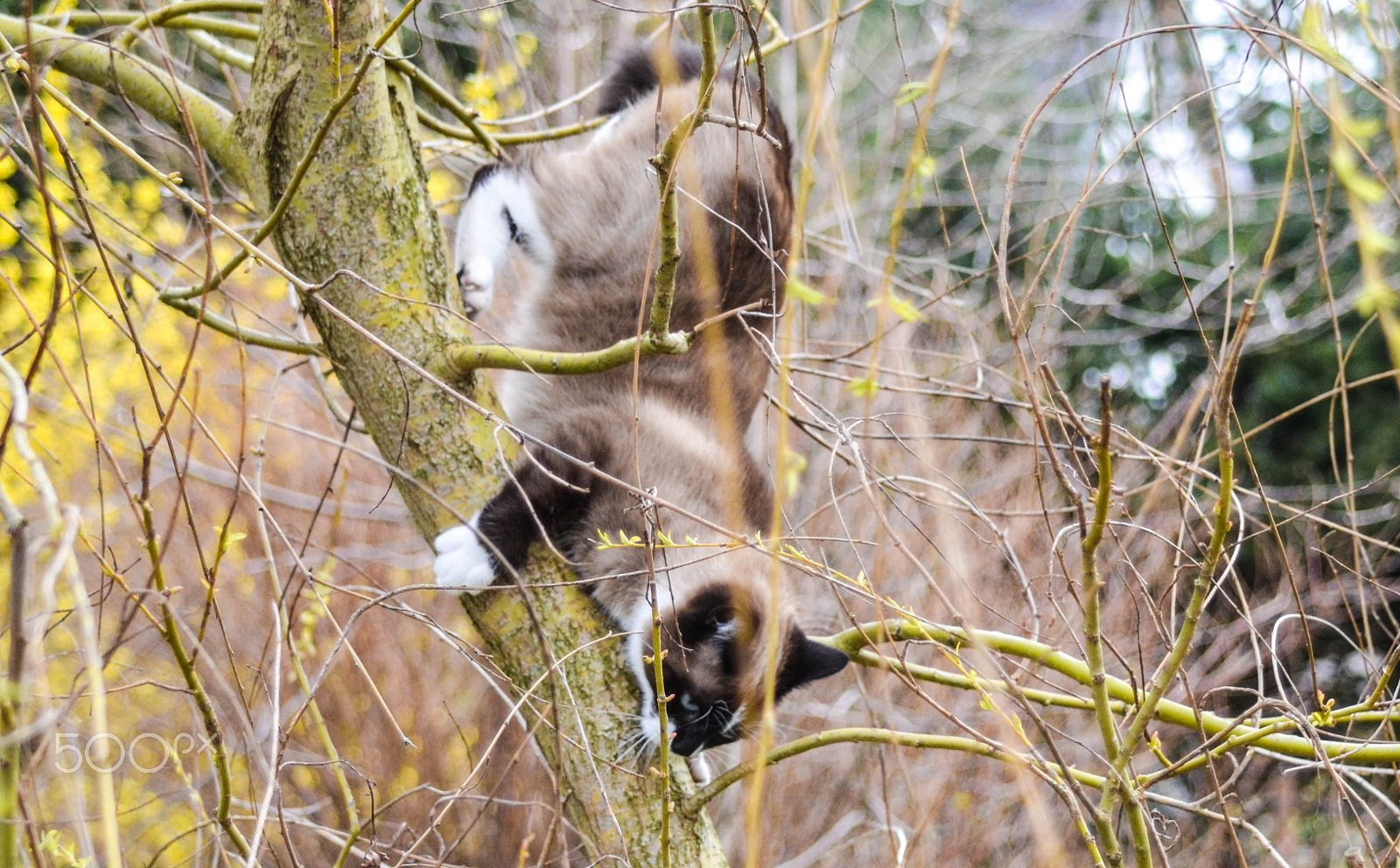 AF Zoom-Nikkor 35-105mm f/3.5-4.5 sample photo. Sports photography