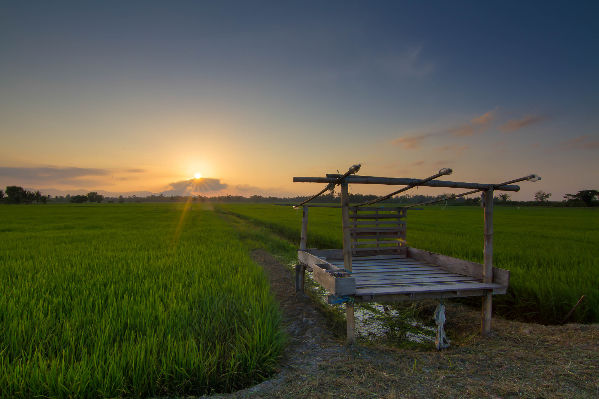 hut on the rice field