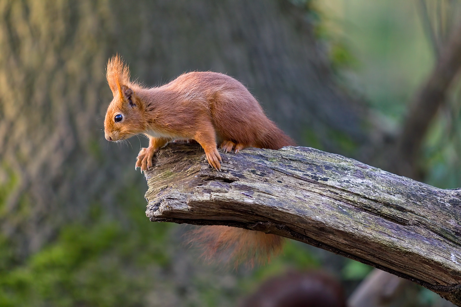 Canon EF 70-200mm F2.8L USM sample photo. Petit roux photography