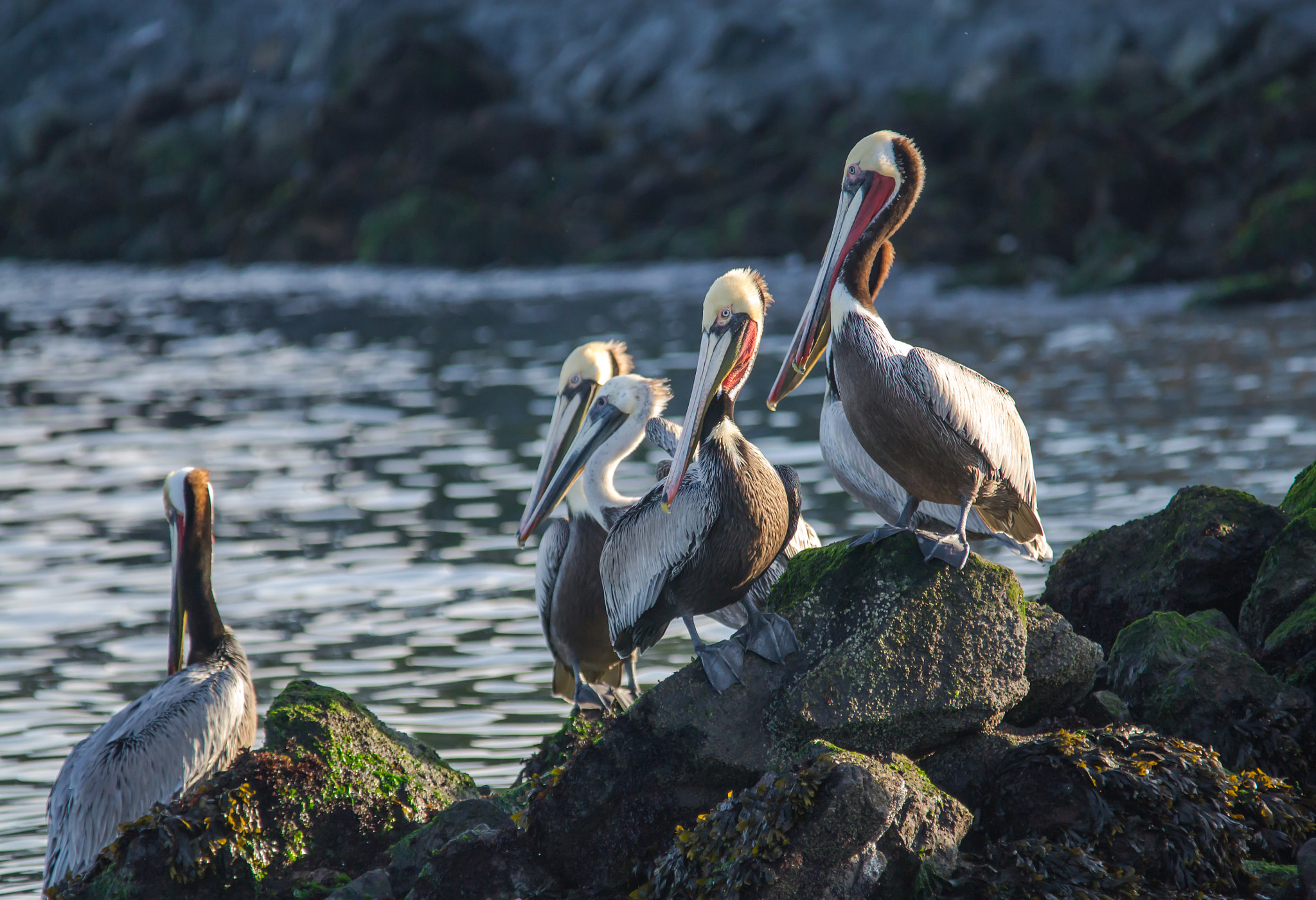 Sigma 150-500mm F5-6.3 DG OS HSM sample photo. Brown pelicans - 1 photography