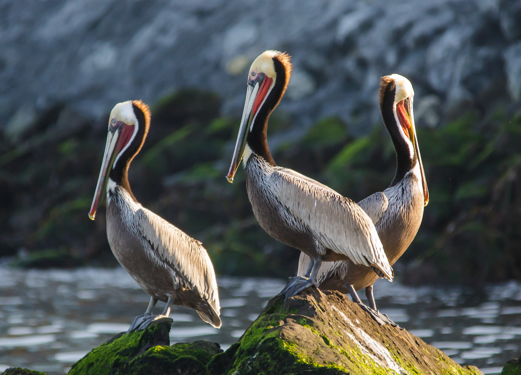 Sigma 150-500mm F5-6.3 DG OS HSM sample photo. Brown pelicans - 2 photography