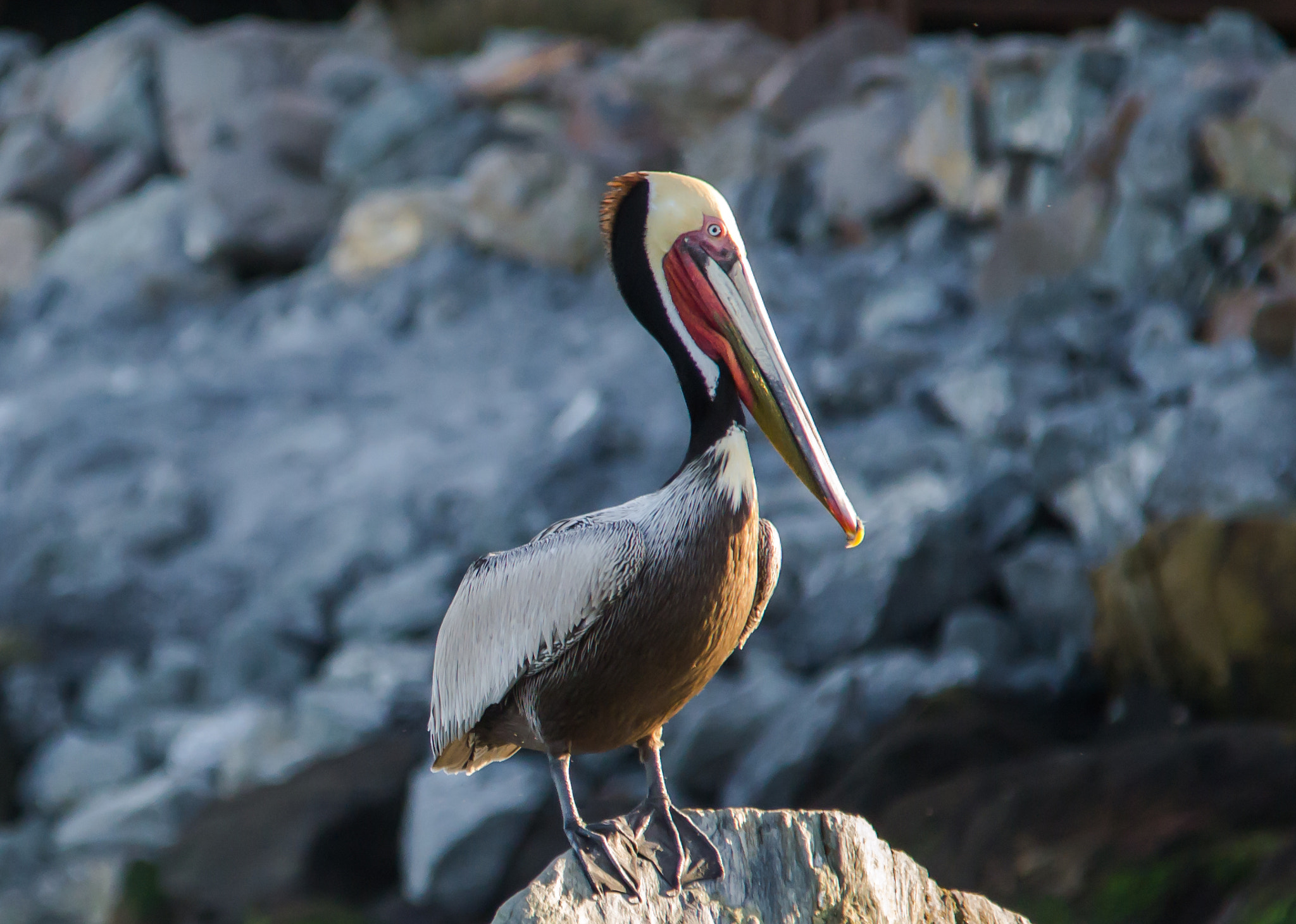 Sigma 150-500mm F5-6.3 DG OS HSM sample photo. Brown pelicans - 4 photography