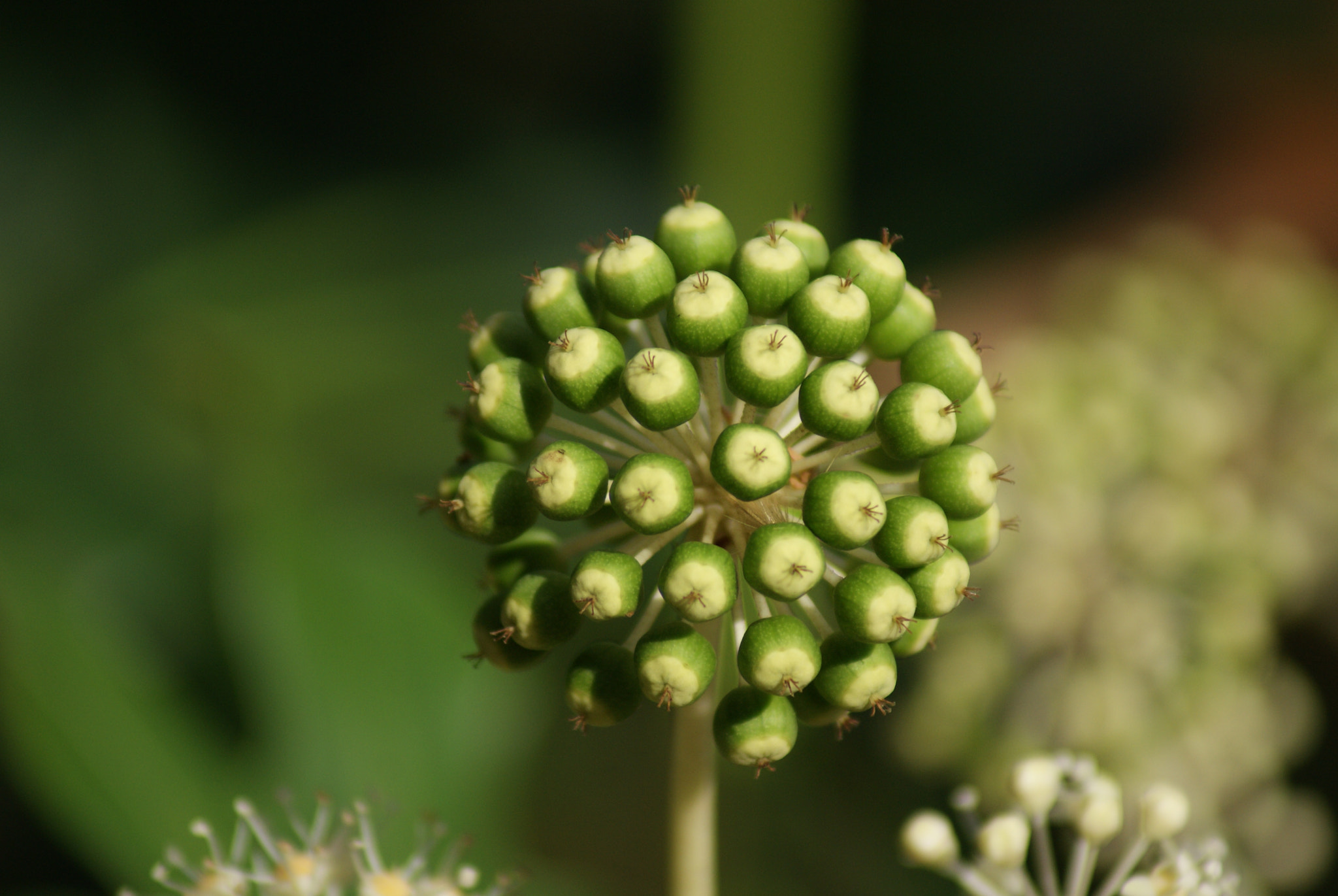 Sony Alpha DSLR-A300 sample photo. Flower seeds! photography