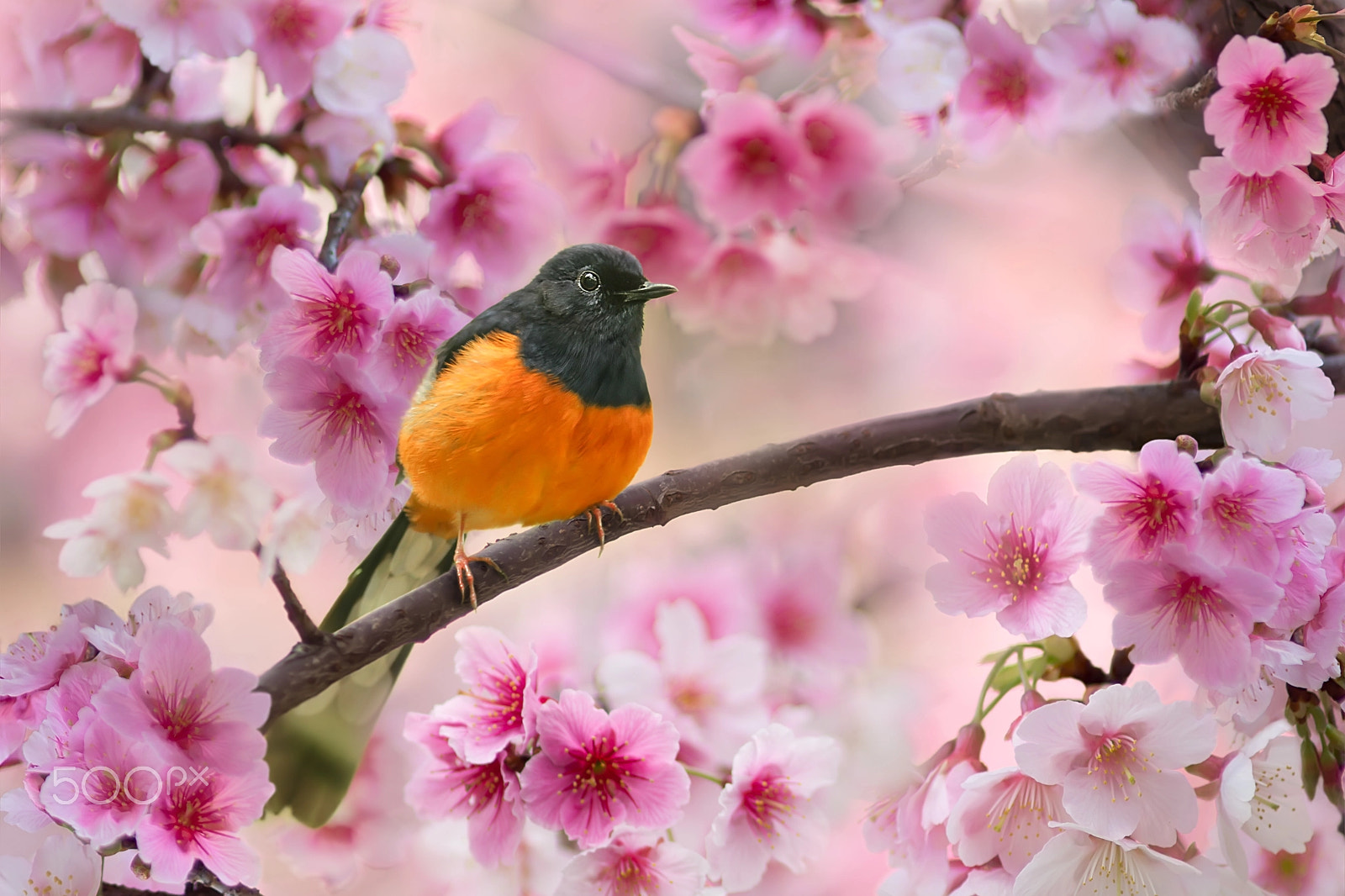 Canon EF 300mm F2.8L IS USM sample photo. Beautiful season photography